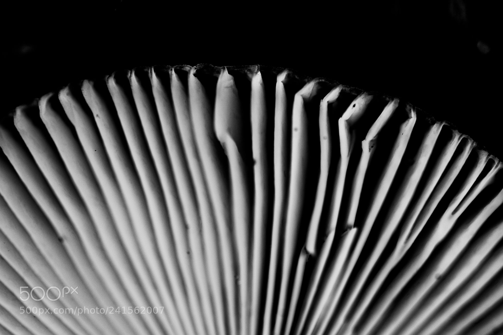 Nikon D7100 sample photo. Mushroom king photography