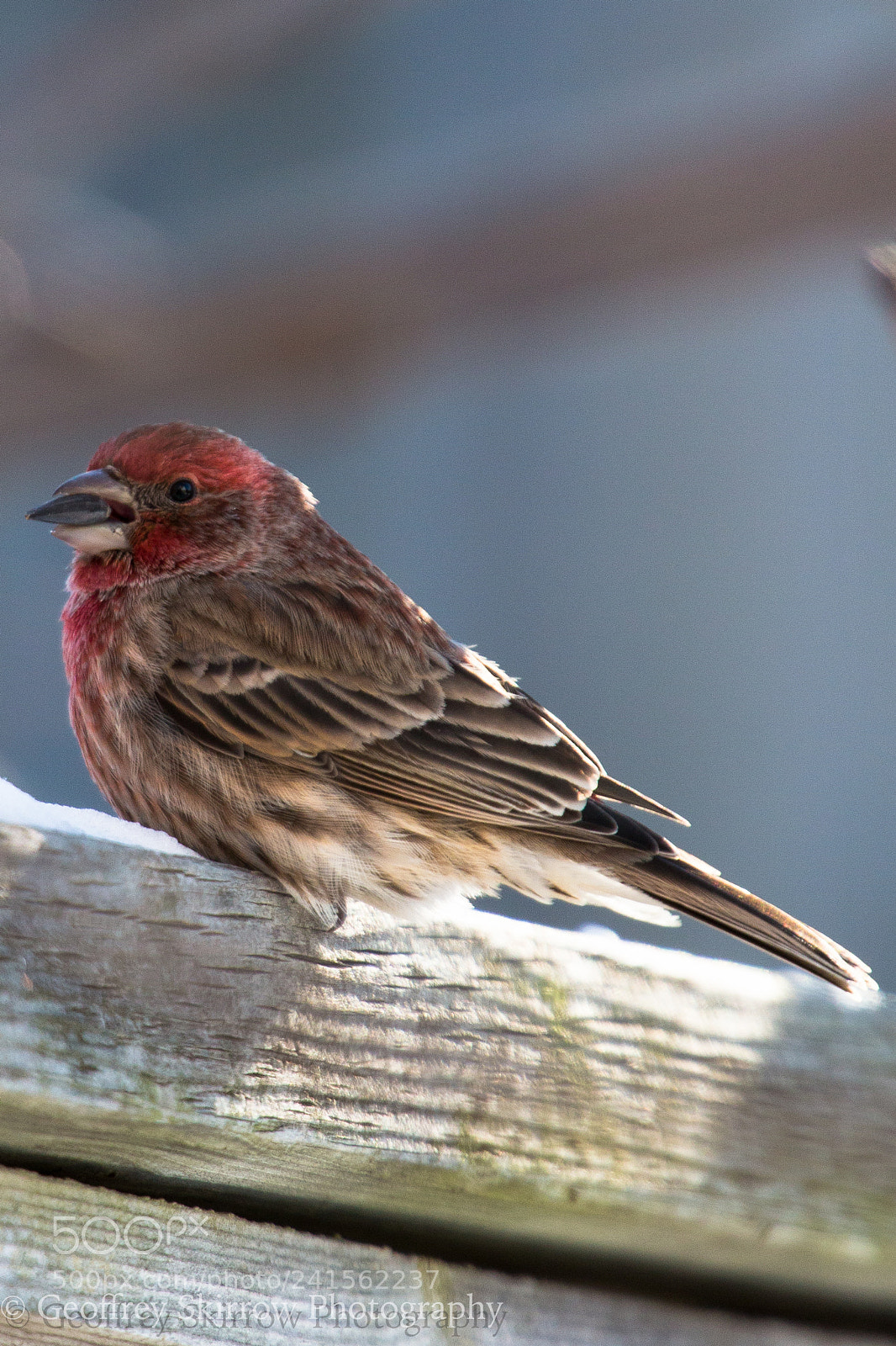 Canon EOS 650D (EOS Rebel T4i / EOS Kiss X6i) sample photo. Purple finch photography