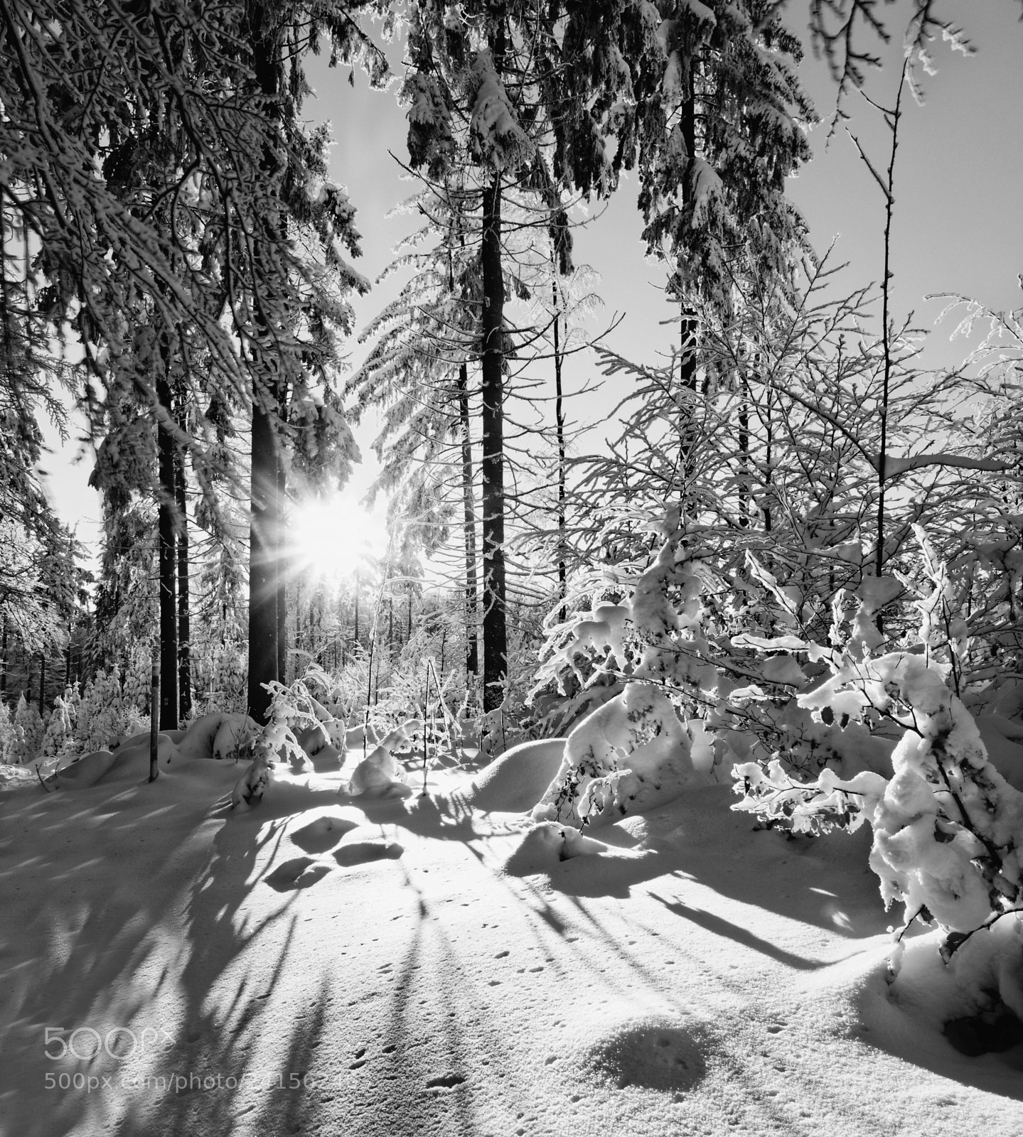 Olympus OM-D E-M1 sample photo. Wintertime-shining photography