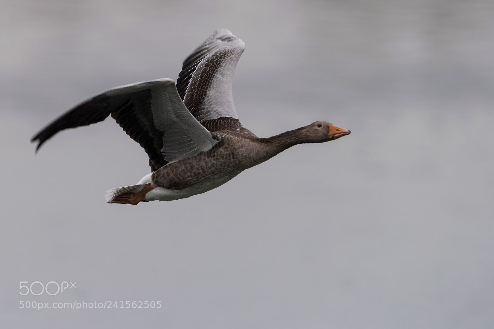Canon EOS-1D X Mark II sample photo. Flying goose.... photography