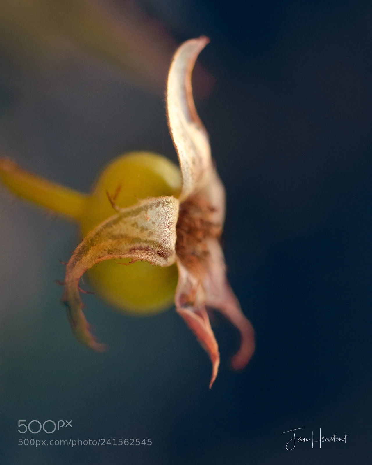 Nikon D7100 sample photo. Spent rose photography