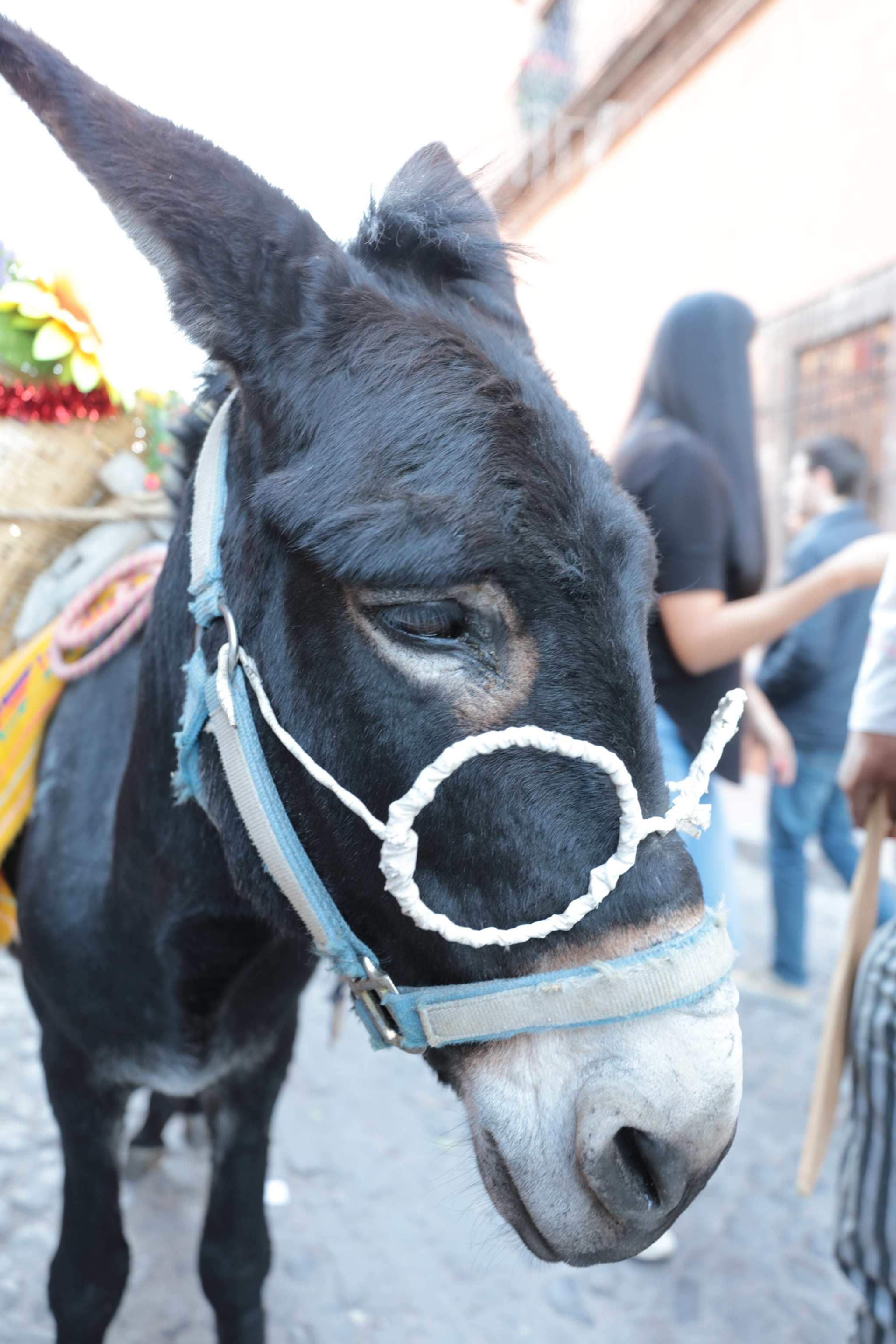 Canon EOS 5DS R + Canon EF 16-35mm F2.8L III USM sample photo. The donkey's feelings.... photography