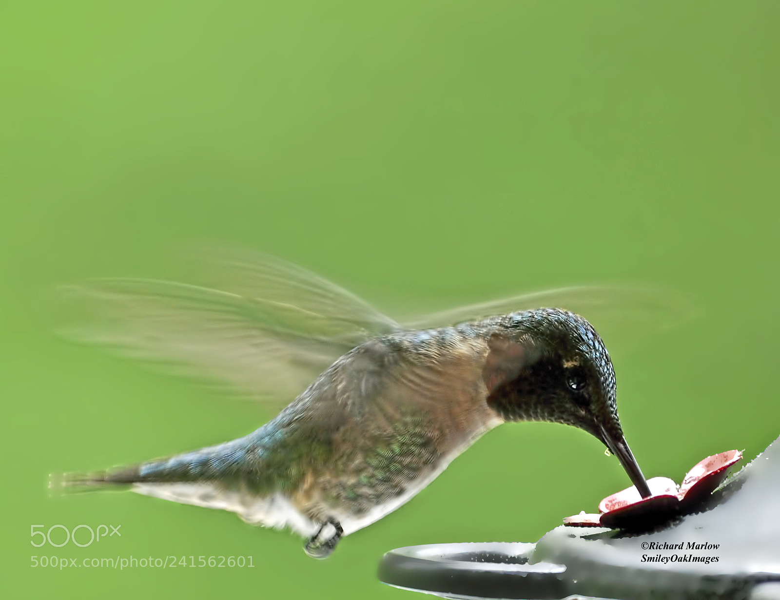 Nikon D5000 sample photo. Hummingbird photography
