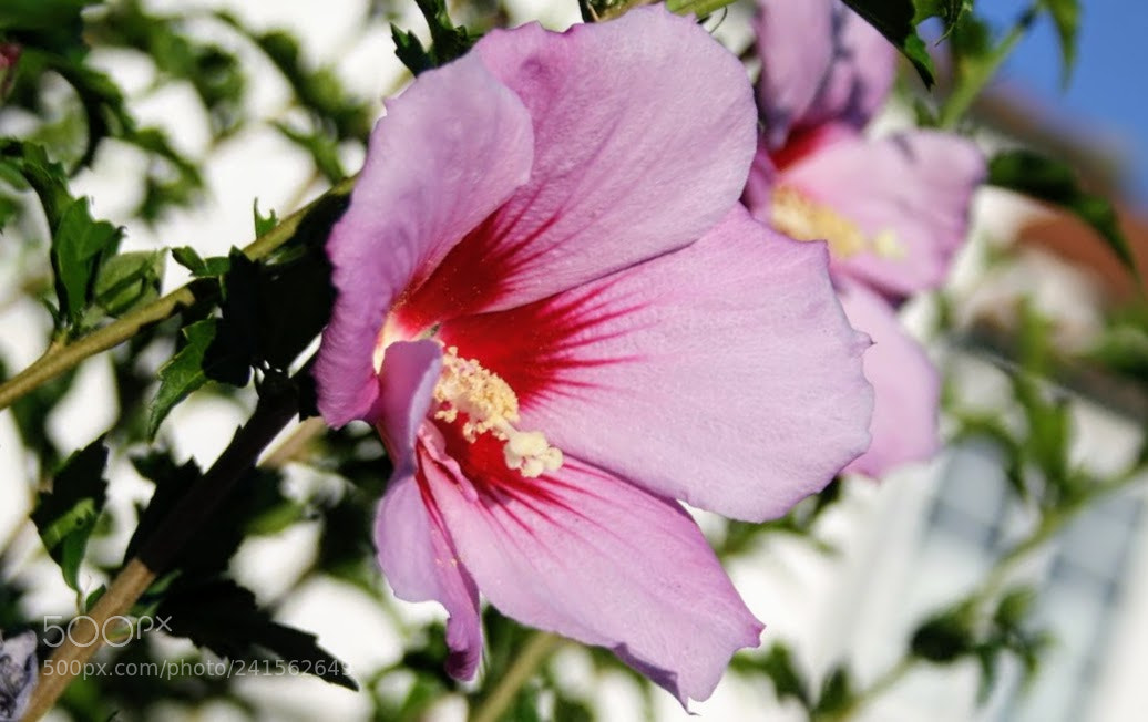 Canon EOS 1000D (EOS Digital Rebel XS / EOS Kiss F) sample photo. Hibiscus photography