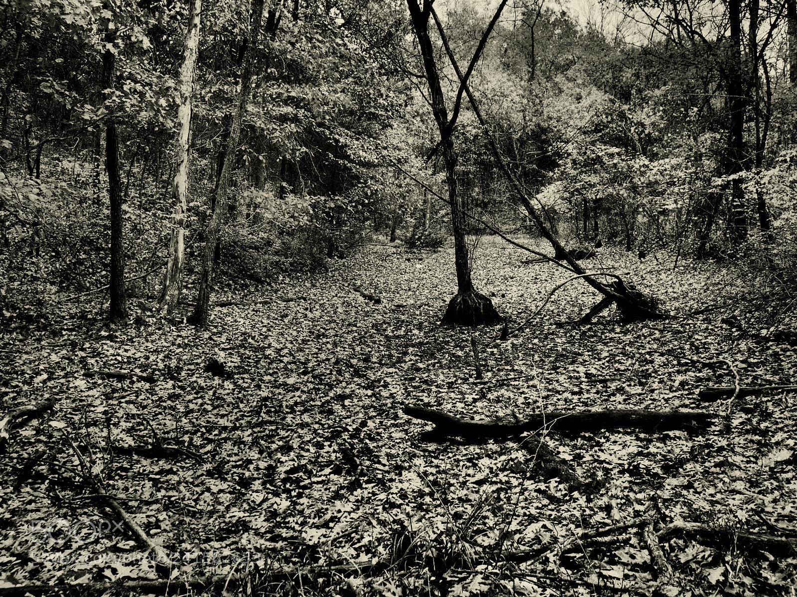 Olympus OM-D E-M5 sample photo. Dry pond in autumn photography