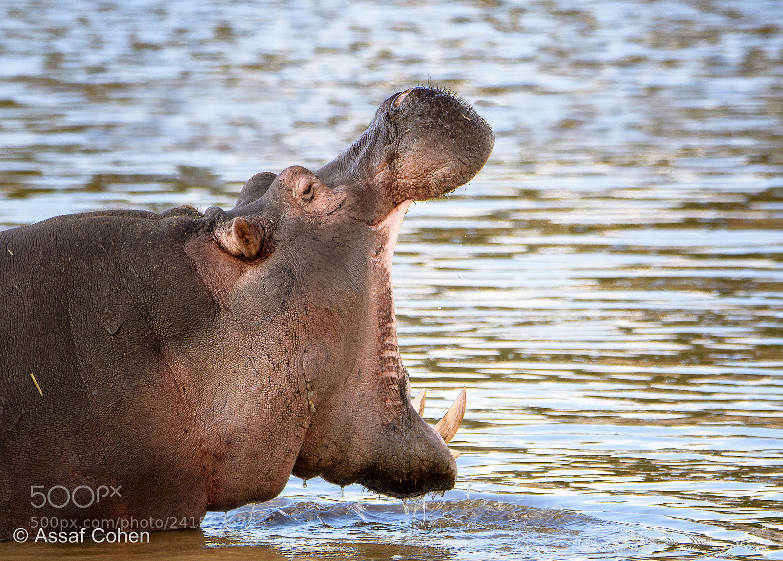 Nikon D7200 sample photo. Hippo photography