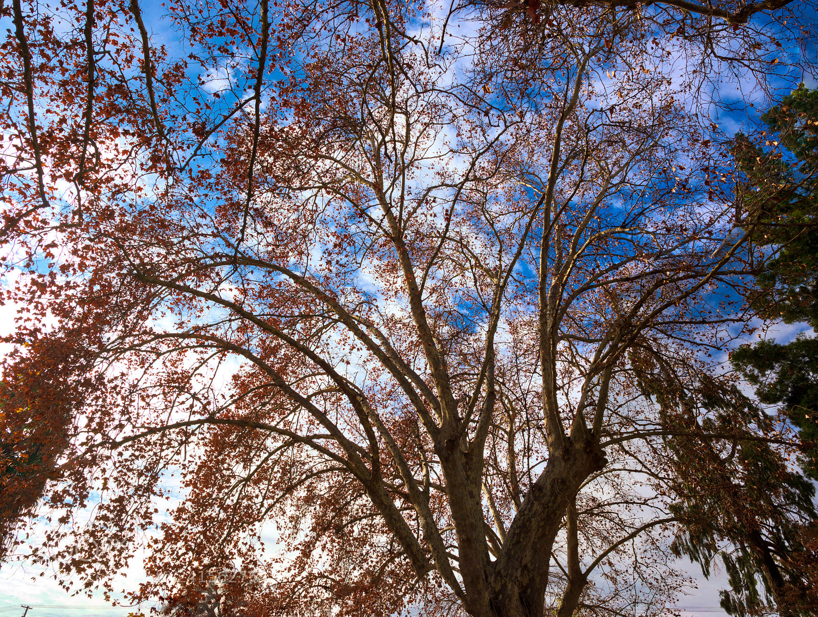 Pentax K-3 sample photo. Tree leaves and branches photography