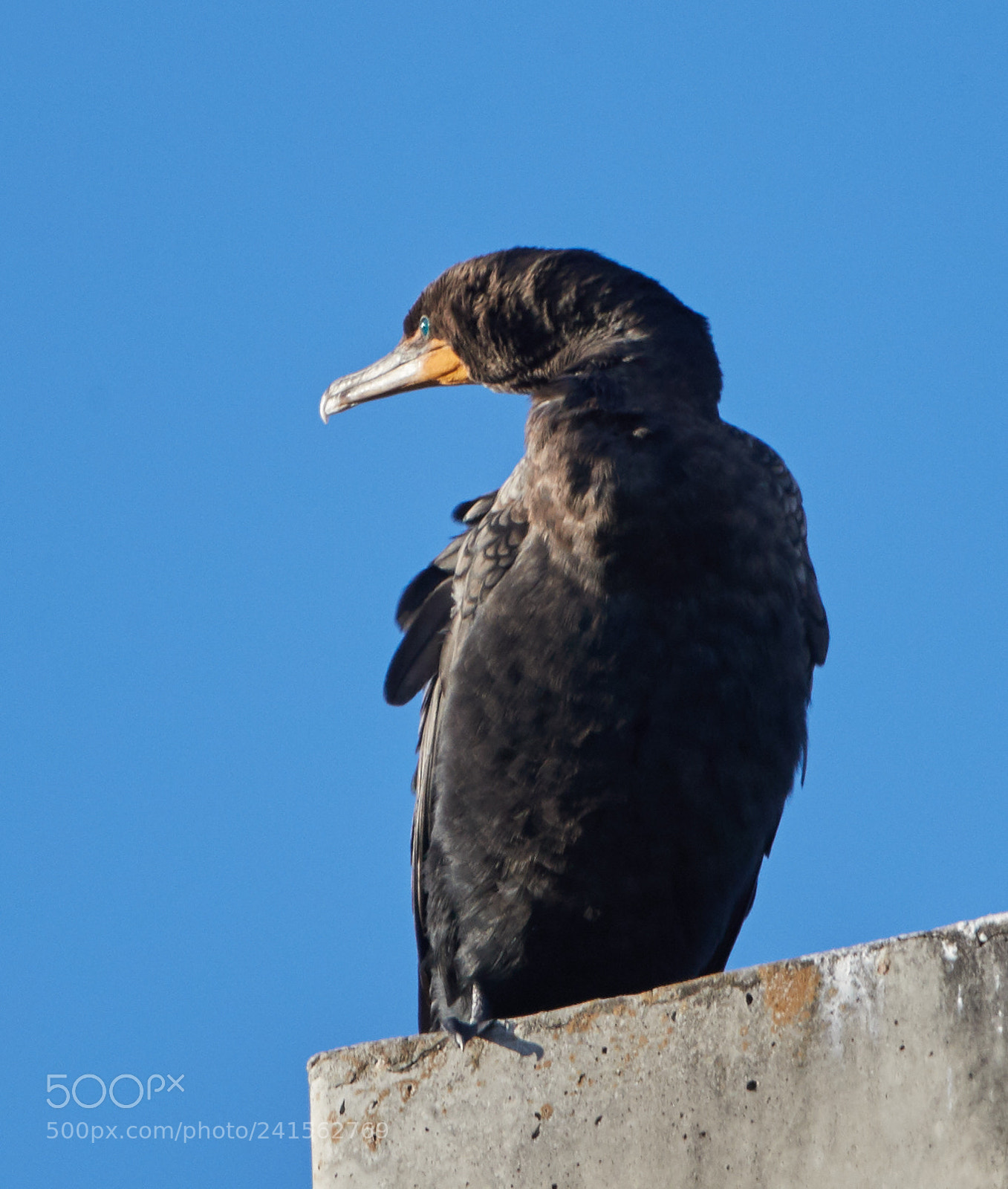 Canon EOS-1D X Mark II sample photo. 01-06-18-8346.jpg photography