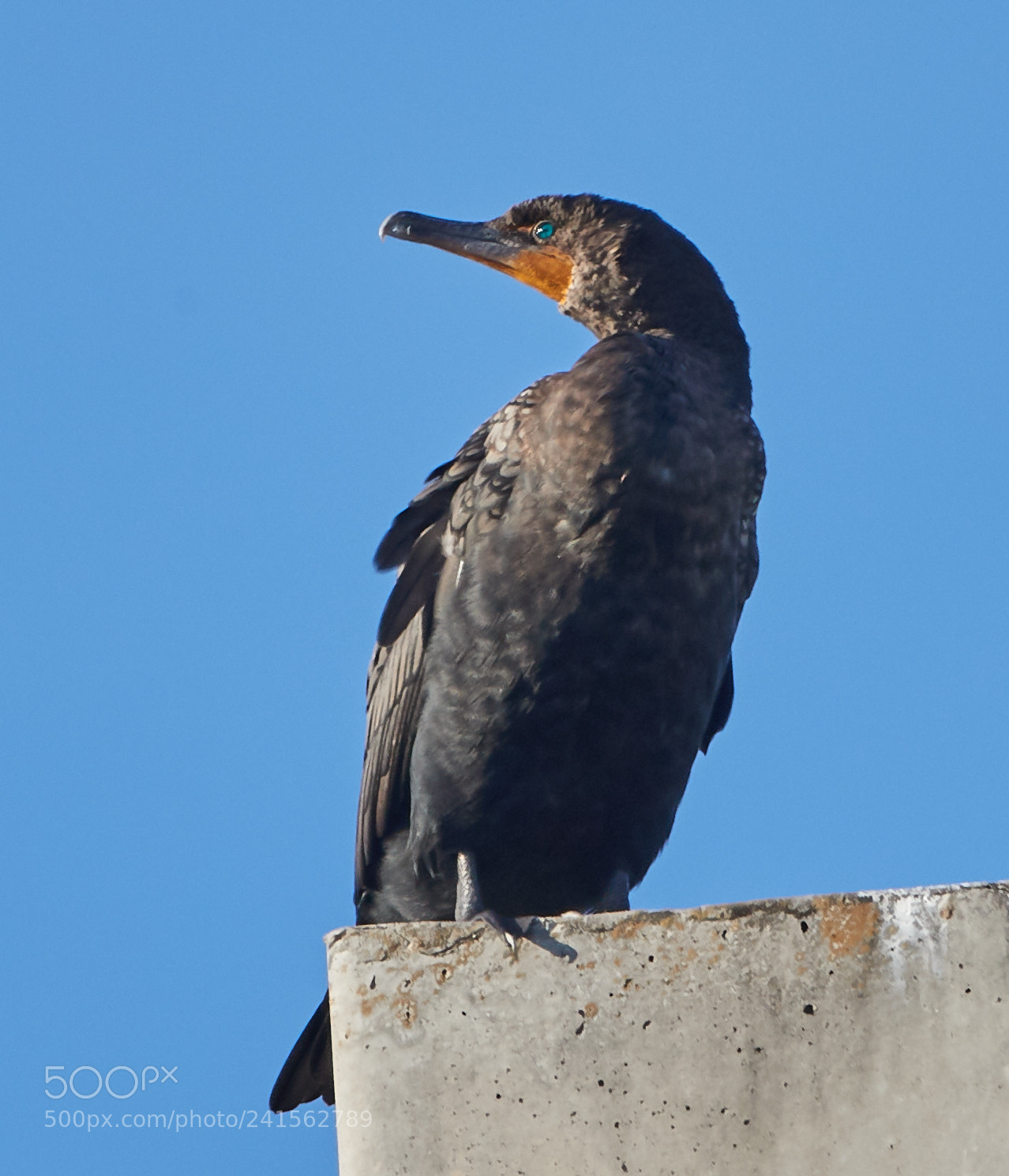 Canon EOS-1D X Mark II sample photo. 01-06-18-8352.jpg photography