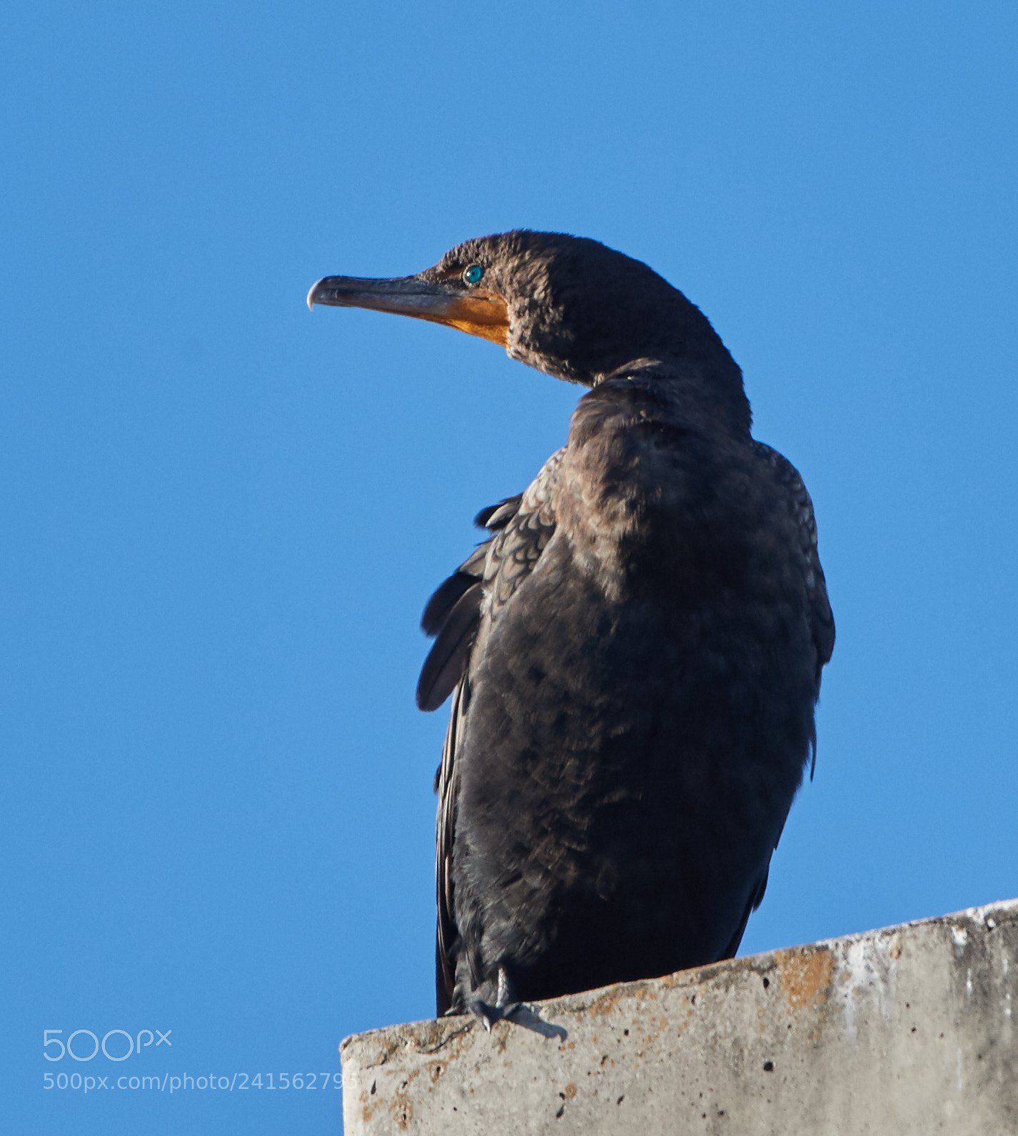 Canon EOS-1D X Mark II sample photo. 01-06-18-8347.jpg photography