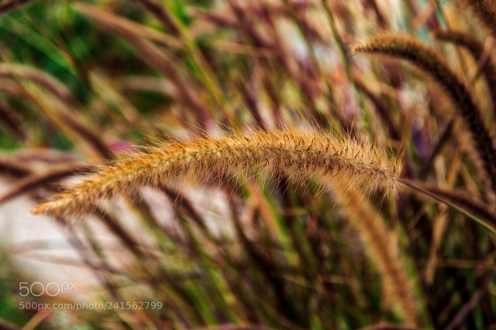 Pentax K-3 sample photo. Growing photography