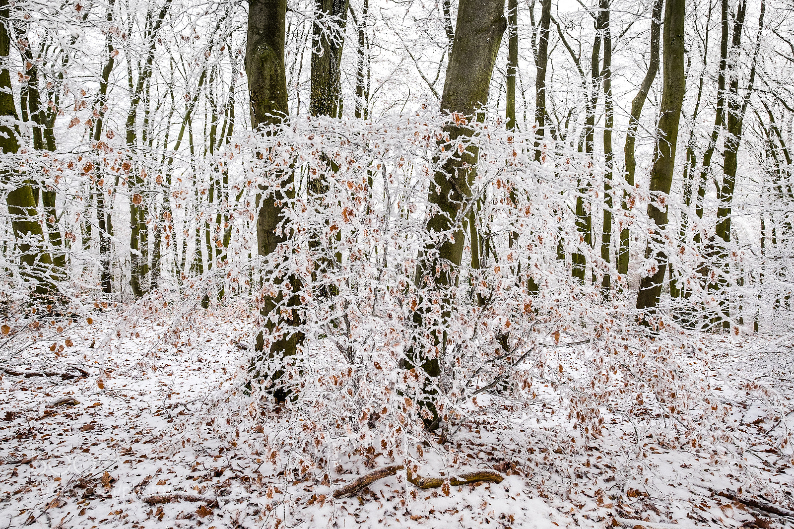 Fujifilm X-T1 sample photo. Touch of winter photography