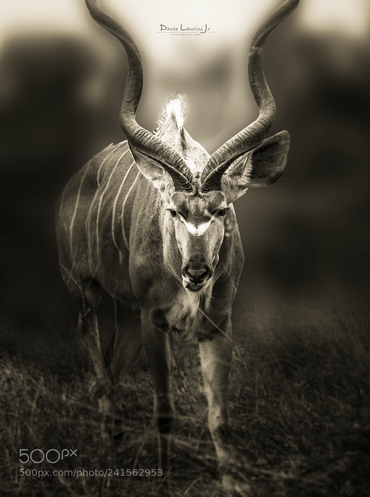 Nikon D800 sample photo. Antelope photography