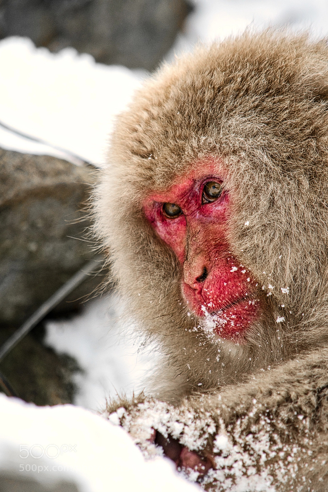 Nikon D7500 sample photo. Jigokudani monkey park photography