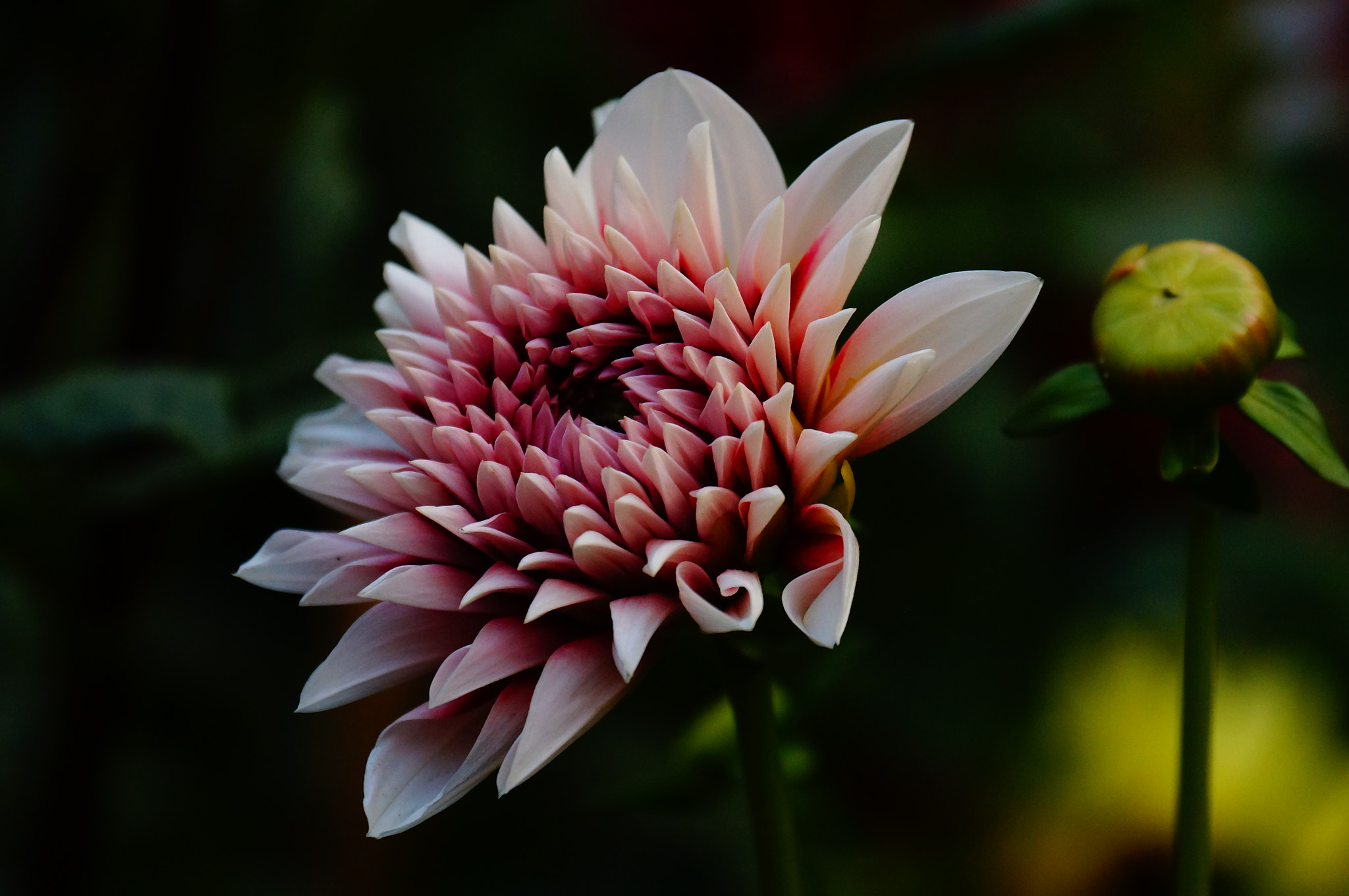 Sony DT 18-135mm F3.5-5.6 SAM sample photo. Flower 2 photography