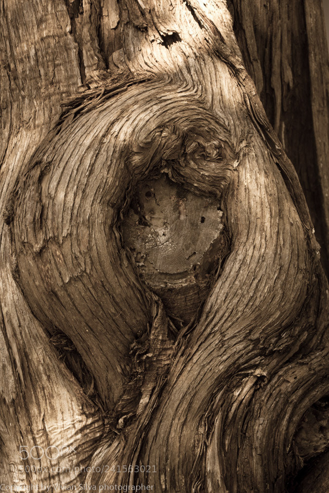 Canon EOS 40D sample photo. The spirit tree photography