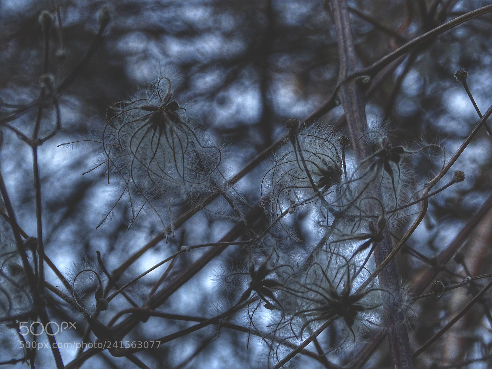 Sony Cyber-shot DSC-HX400V sample photo. Trees like living creatures photography