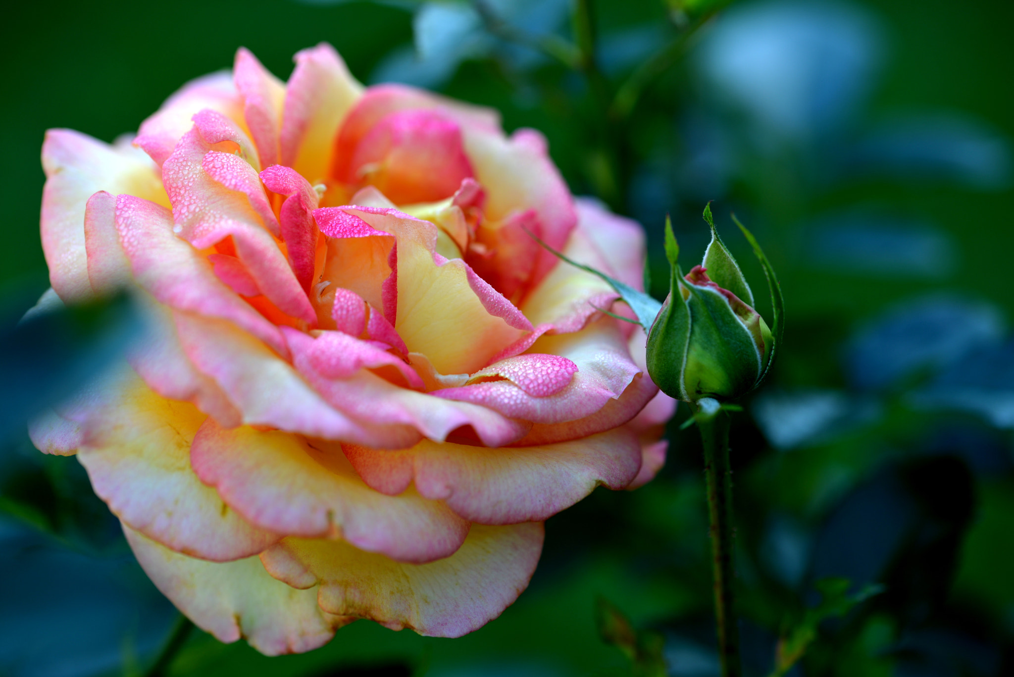 Sigma 105mm F2.8 EX DG OS HSM sample photo. Rose d'un soir photography