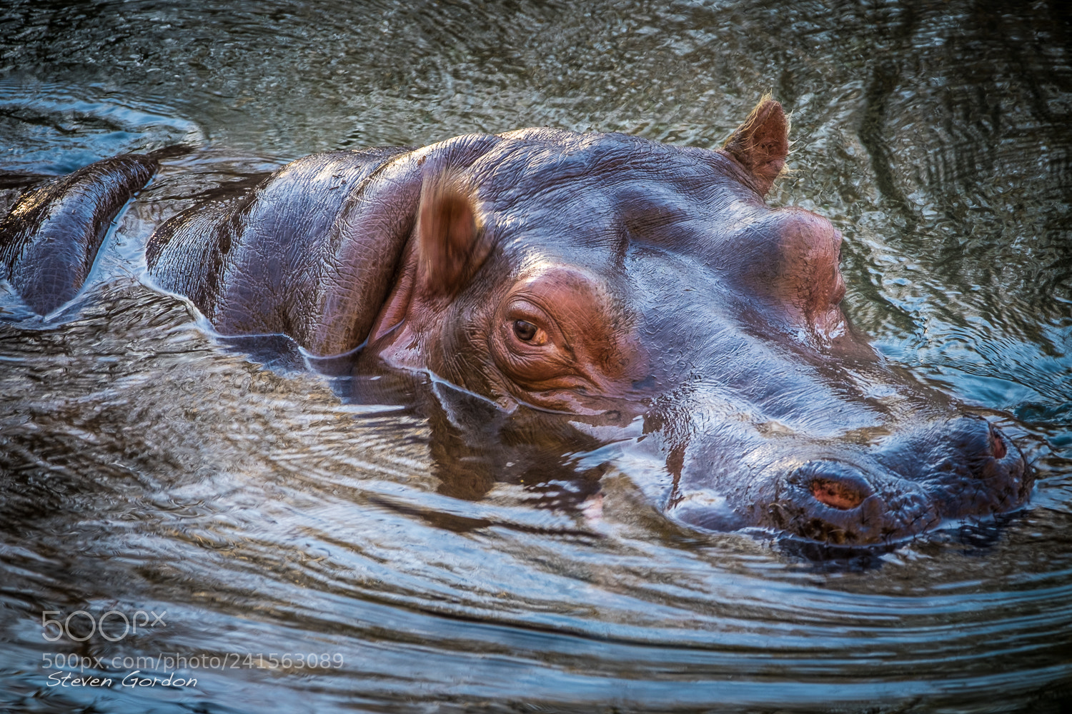 Fujifilm X-T1 sample photo. Woodland park hippo photography