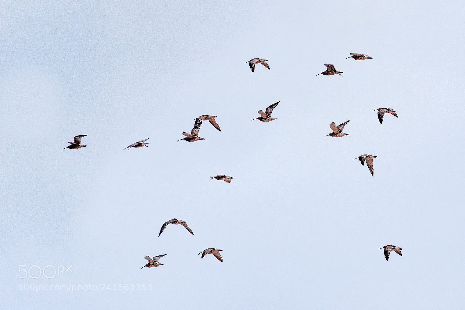 Pentax K-1 sample photo. Curlews in flight photography