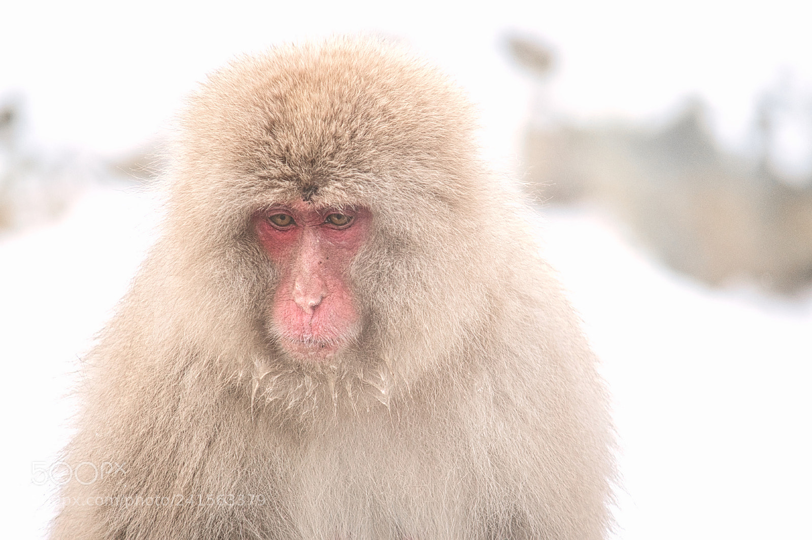 Nikon D7500 sample photo. Jigokudani monkey park photography