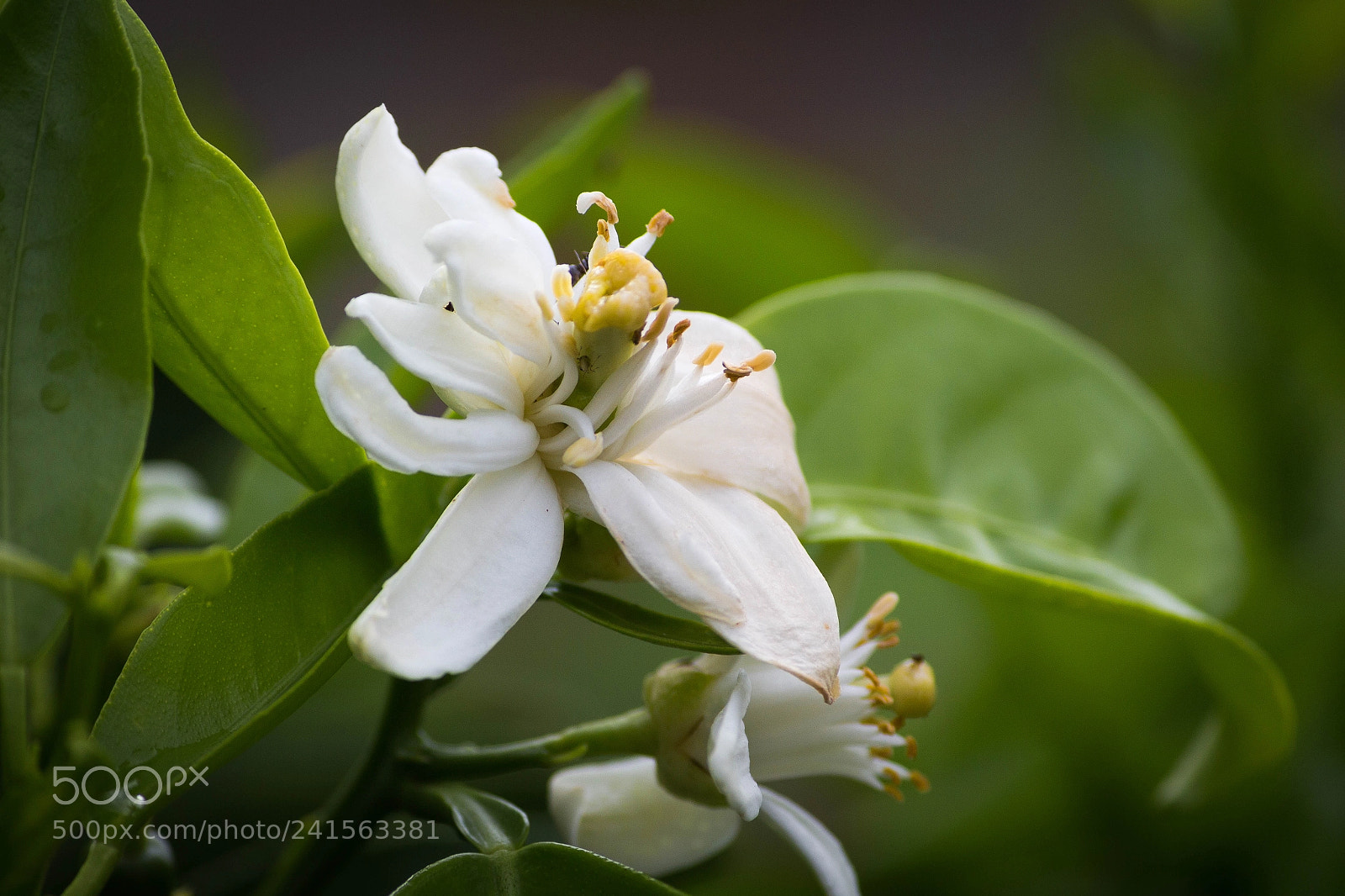 Canon EOS 700D (EOS Rebel T5i / EOS Kiss X7i) sample photo. Orange flower photography