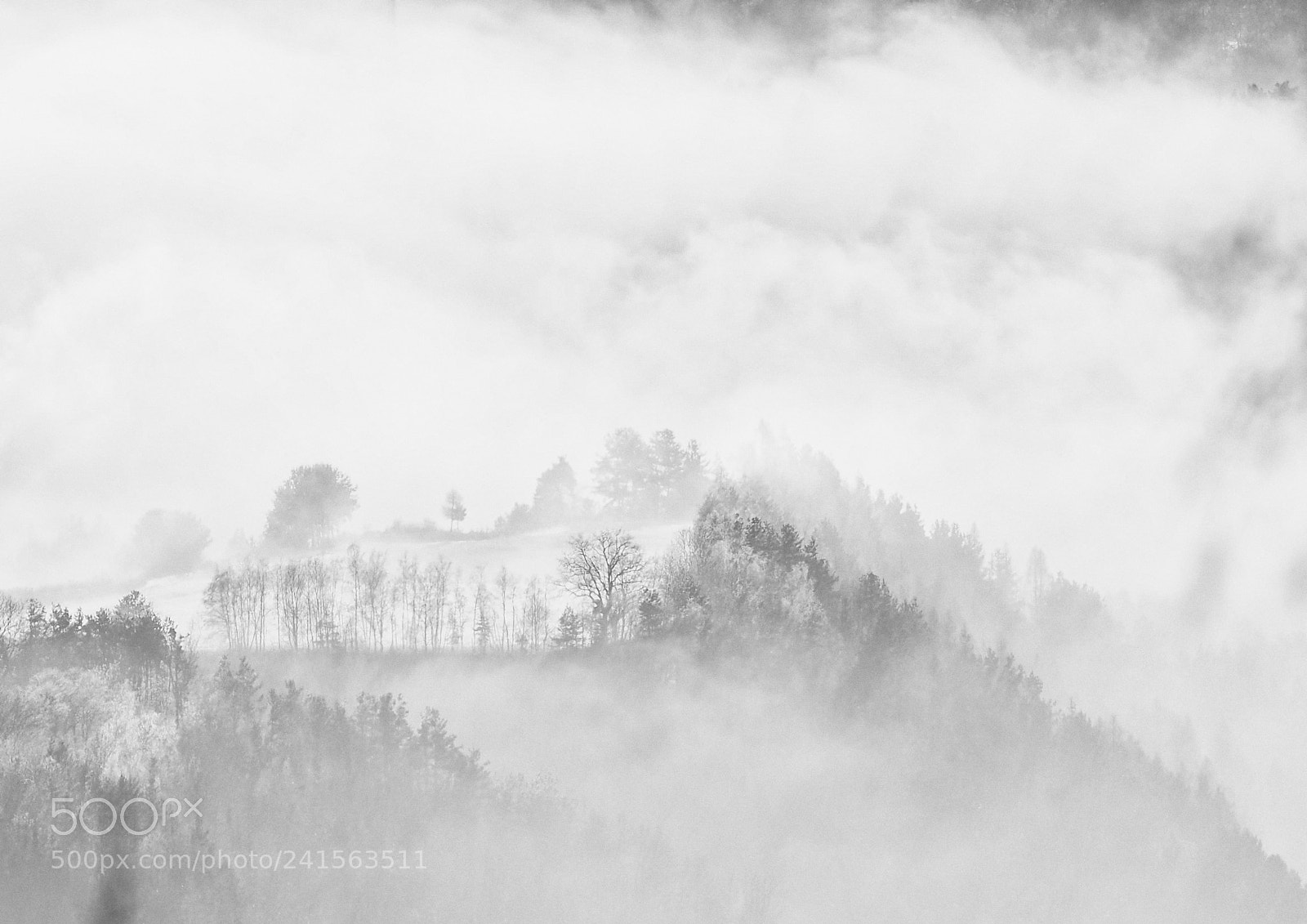 Olympus OM-D E-M5 II sample photo. Forrest in clouds 1 photography