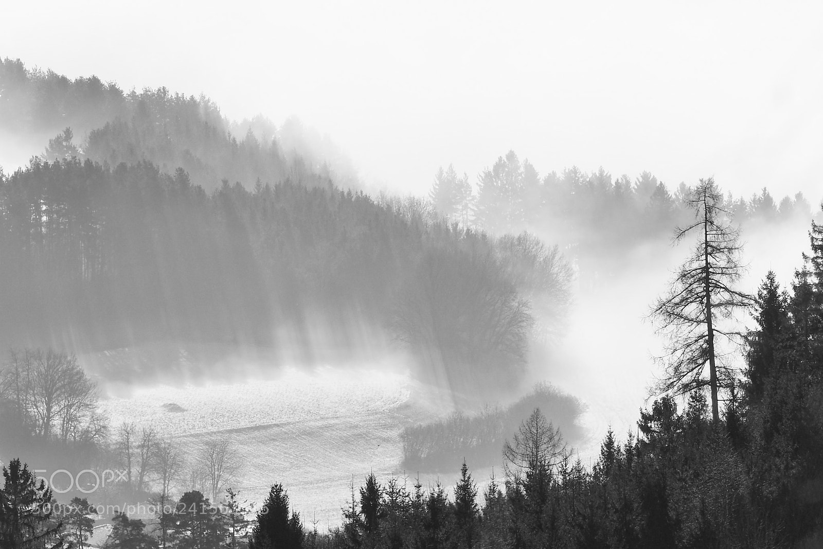 Olympus OM-D E-M5 II sample photo. Forrest in clouds 2 photography