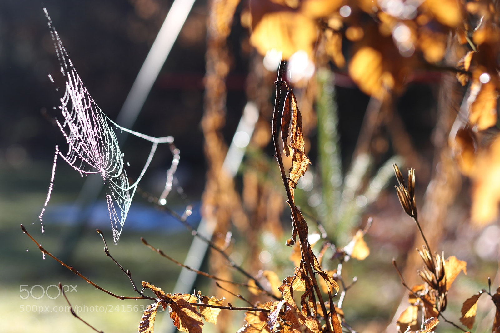 Canon EOS 77D (EOS 9000D / EOS 770D) + Canon EF 50mm F1.8 STM sample photo. Spinnennetz photography
