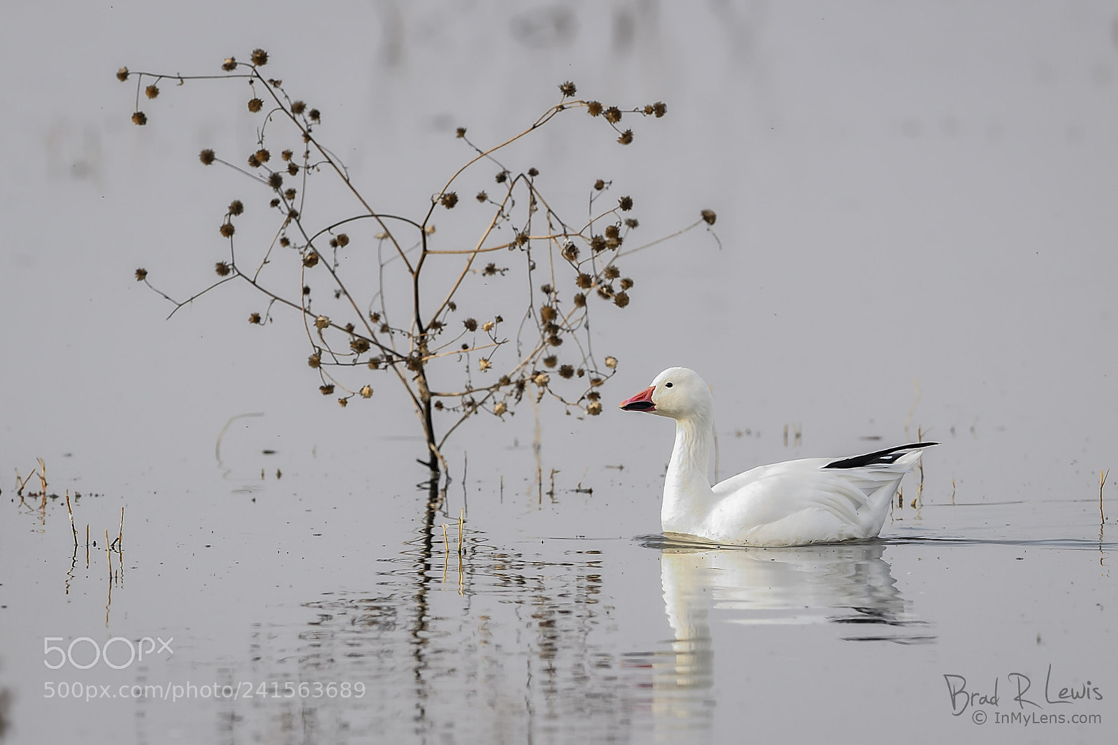 Nikon D5 sample photo. Snow goose - peaceful photography
