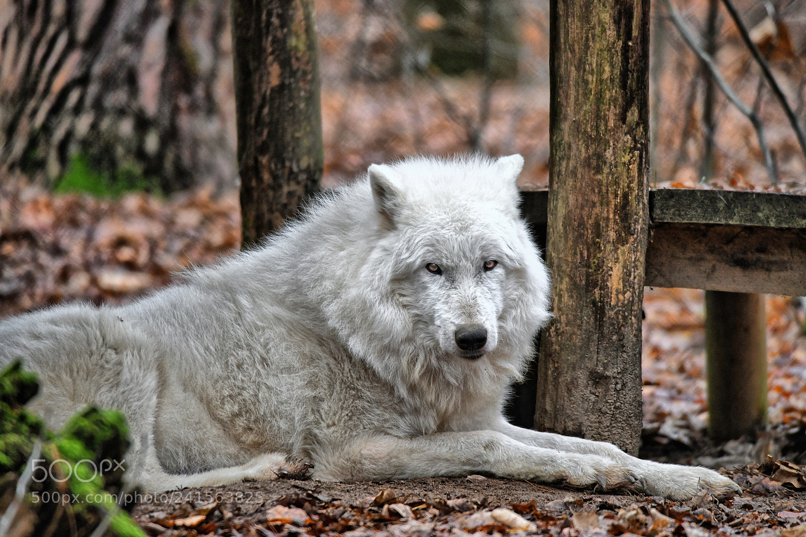 Nikon D850 sample photo. Arctic wolf photography