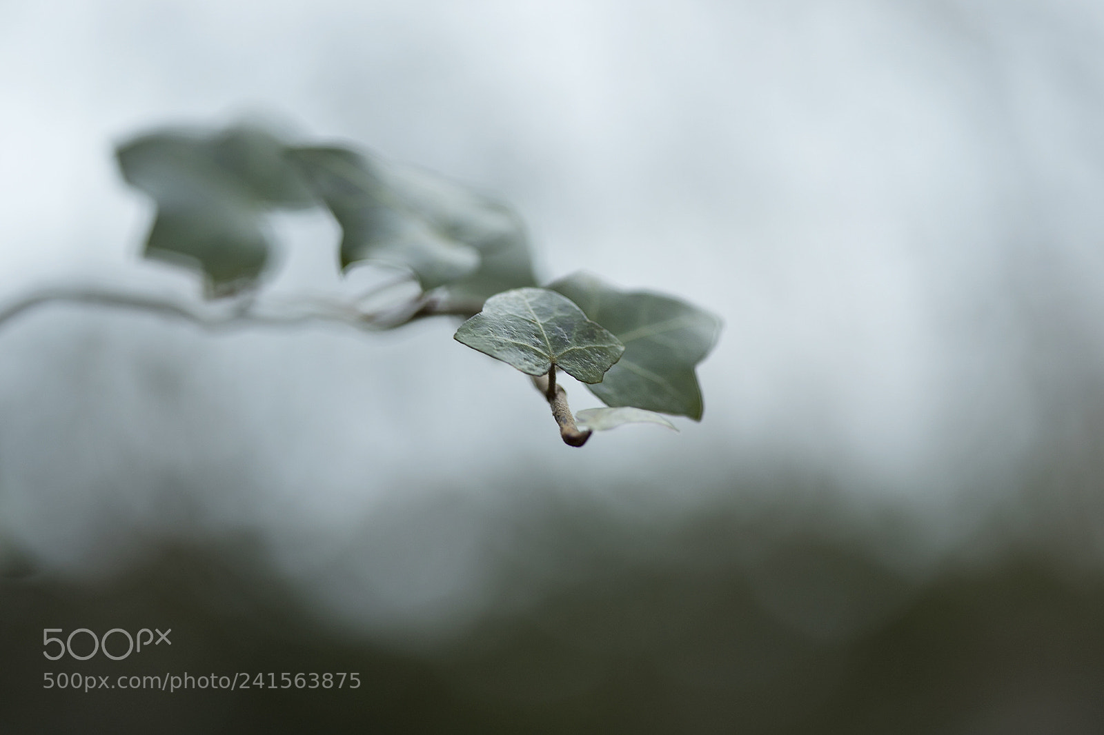 Canon EOS 6D Mark II sample photo. Simple little leaves photography