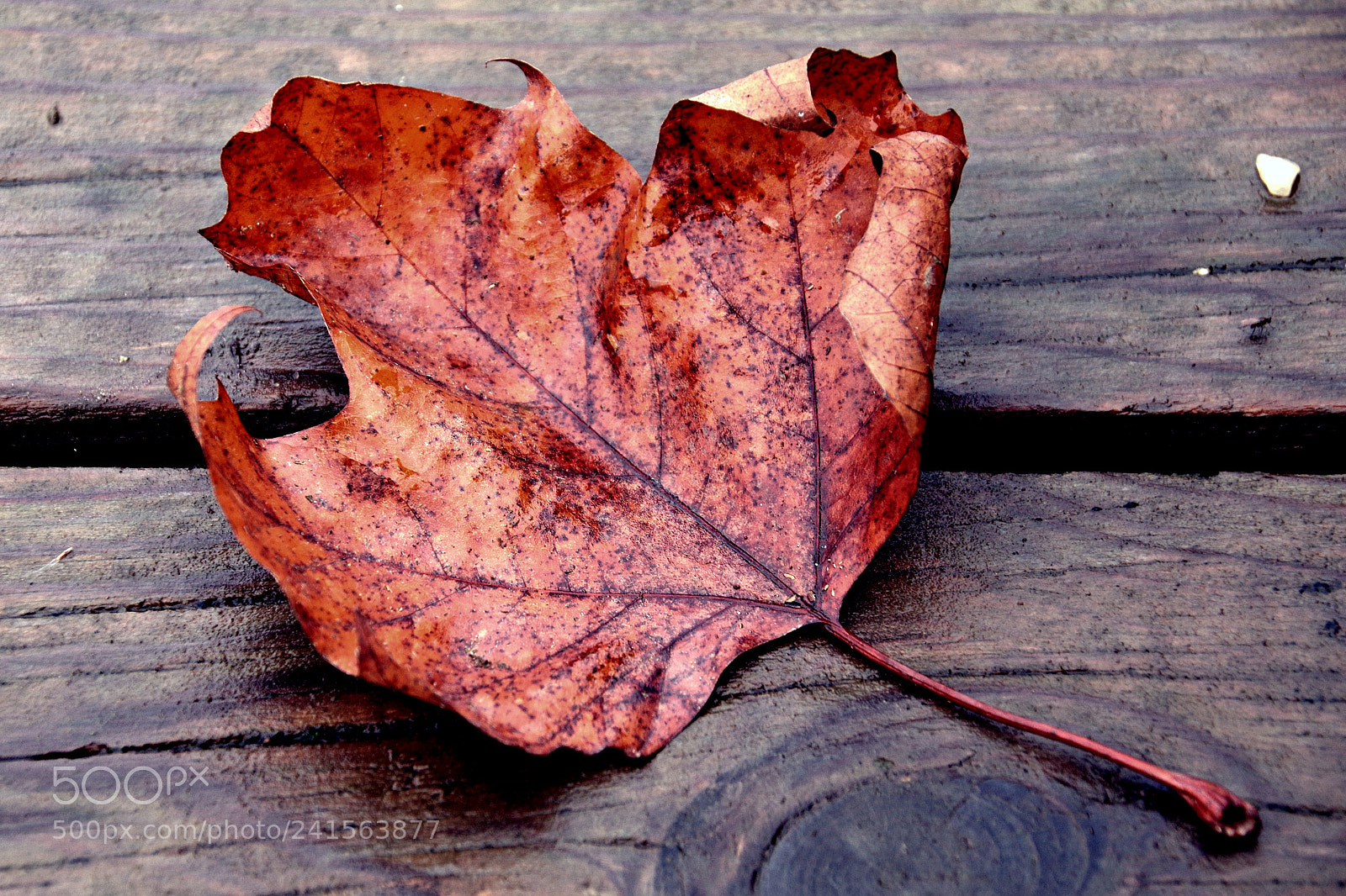 Pentax K-3 sample photo. Leaf photography