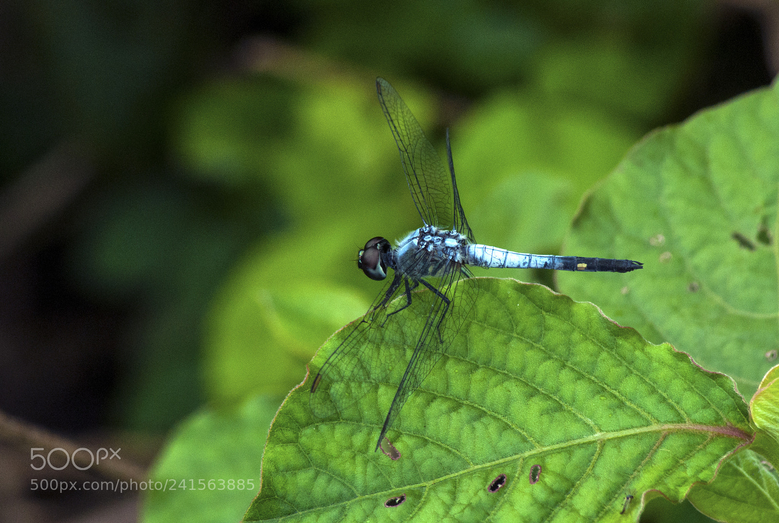 Nikon D90 sample photo. Blue dragonfly… photography