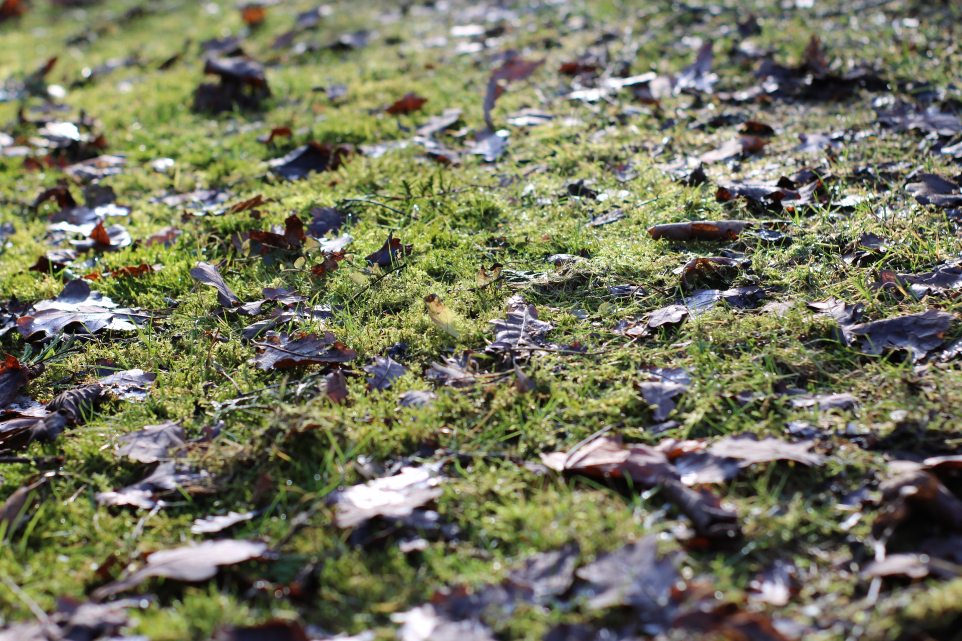 Canon 50mm sample photo. Green photography