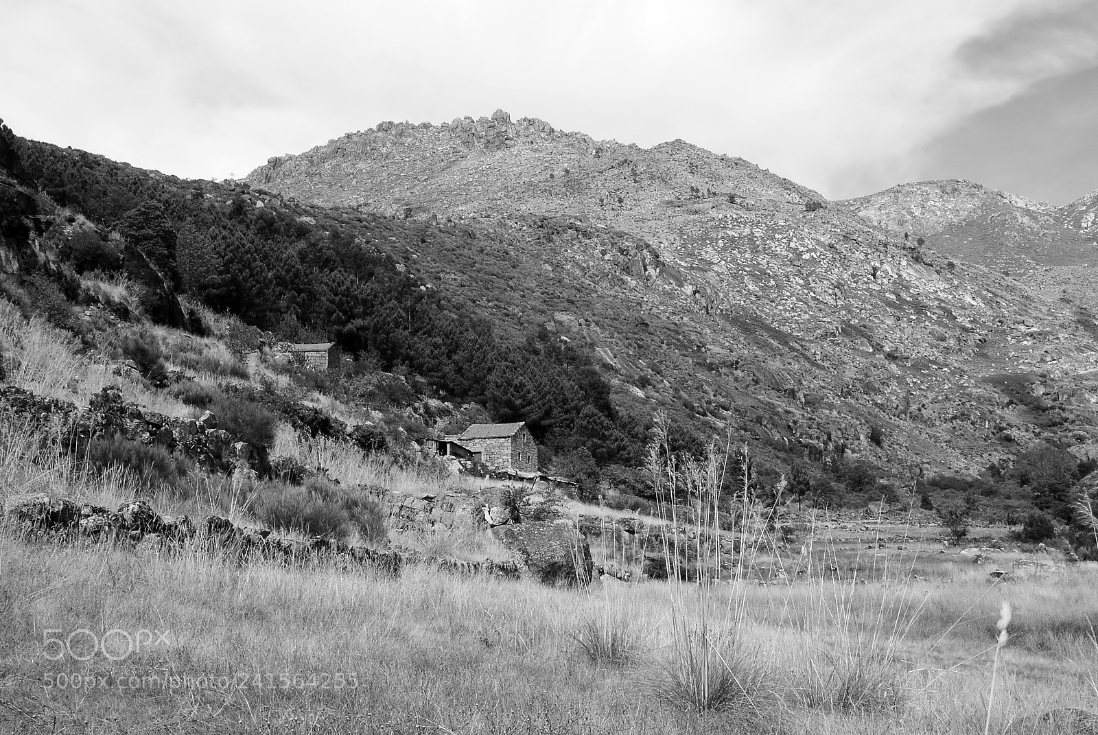 Nikon D3000 sample photo. Untitled photography