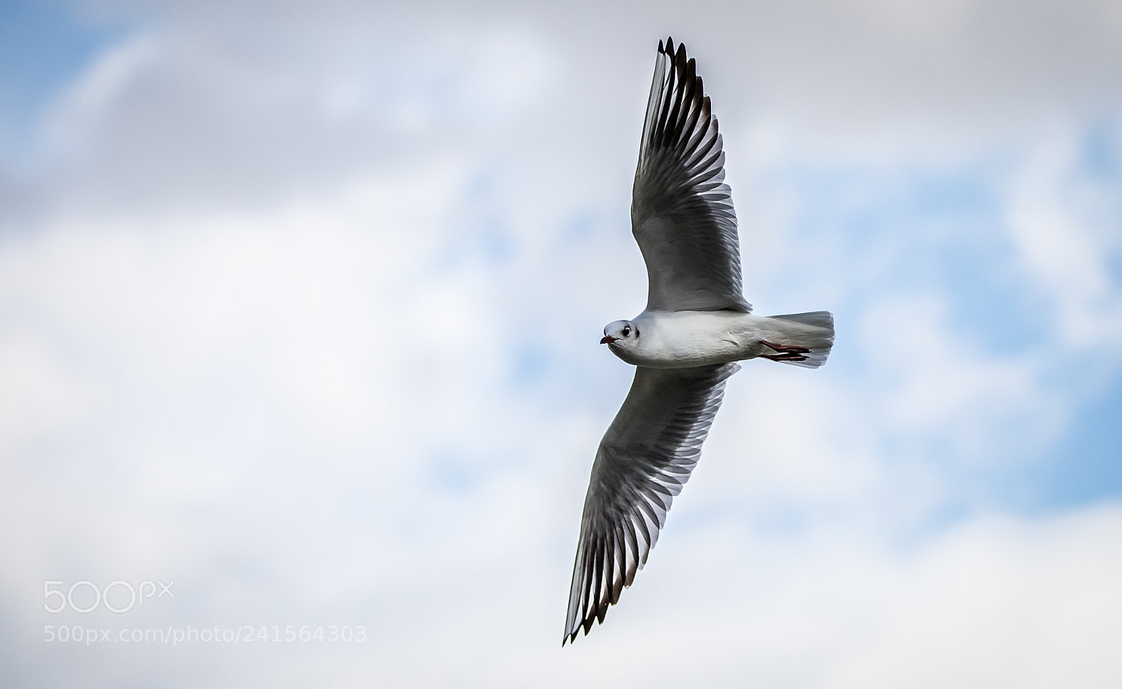 Canon EOS 6D Mark II sample photo. Looking for trouble photography