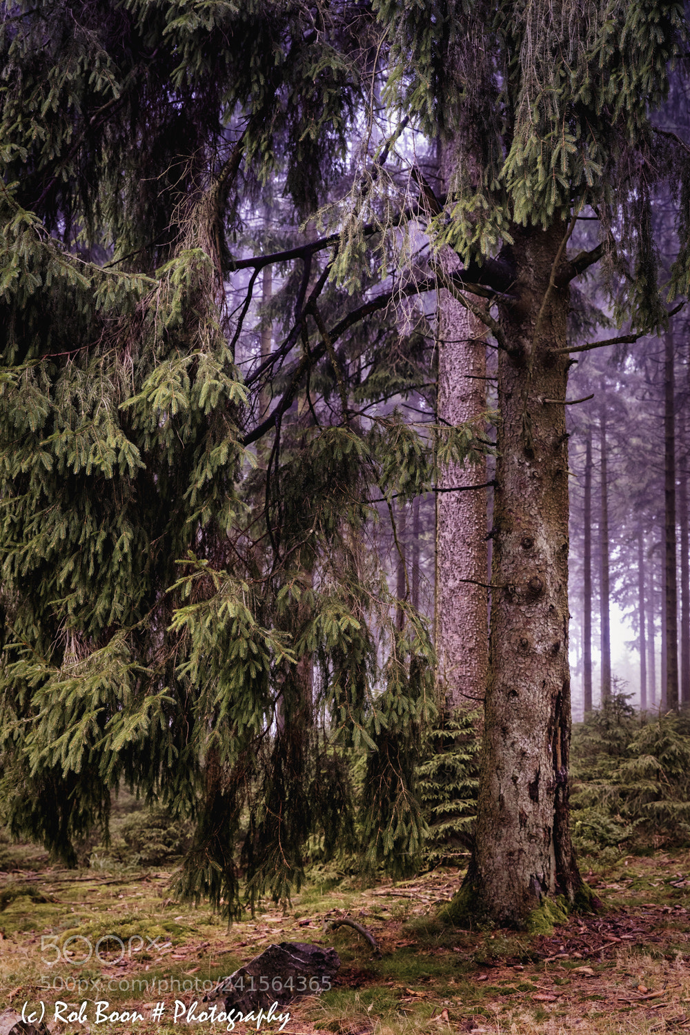 Canon EOS 5DS sample photo. Pine tree @ botrange 8 photography