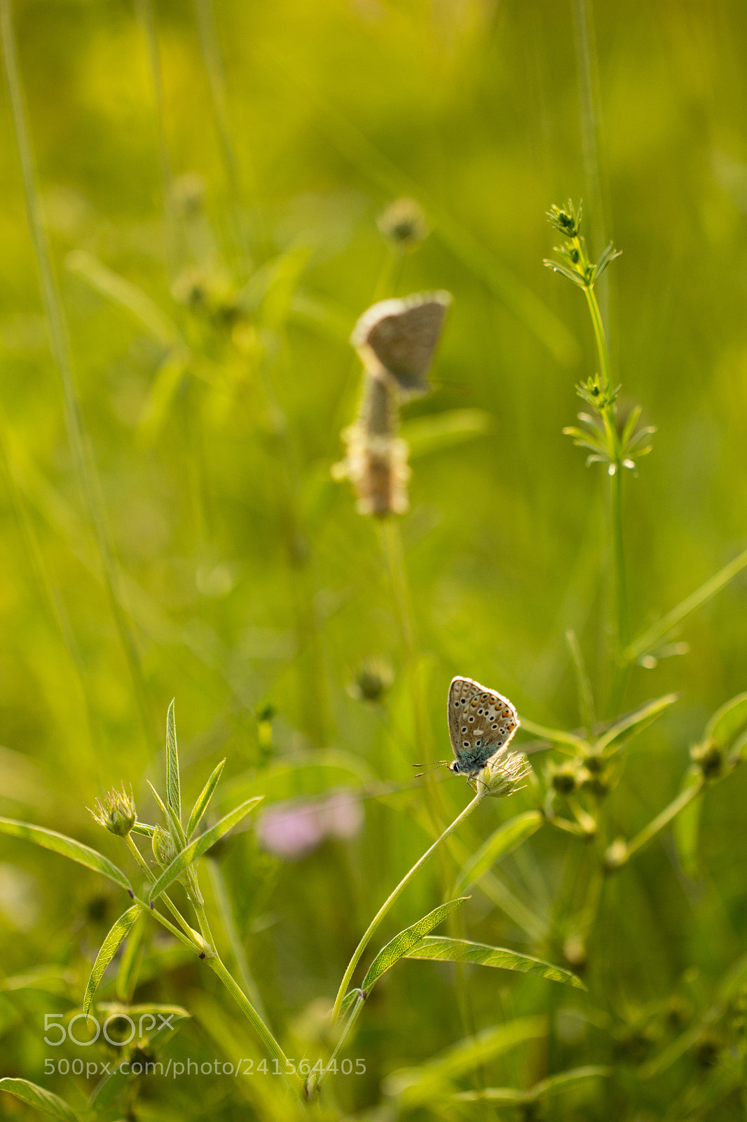 Canon EOS 60D sample photo. Couché des papillons photography