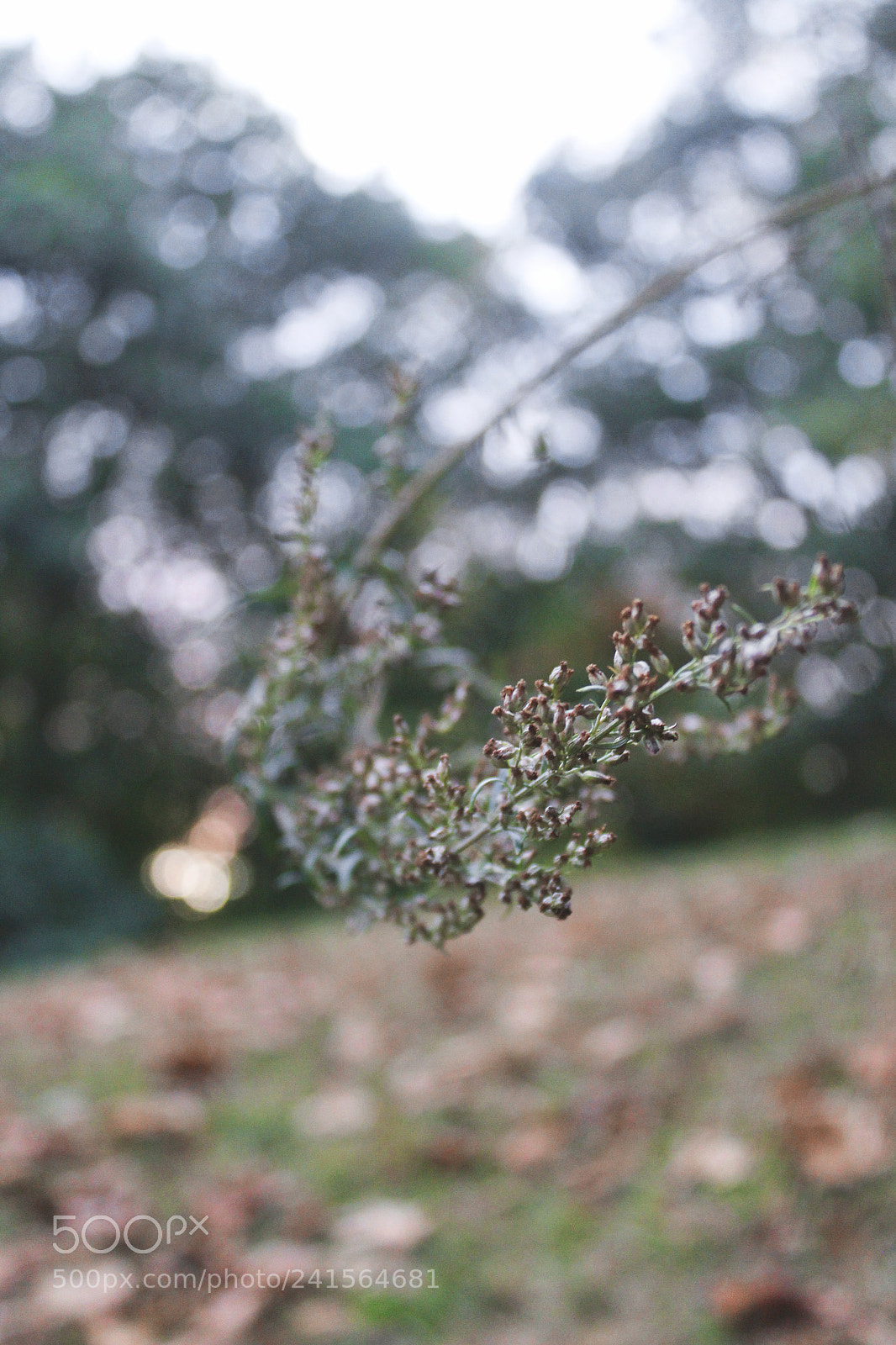 Canon EOS 1200D (EOS Rebel T5 / EOS Kiss X70 / EOS Hi) sample photo. Img photography