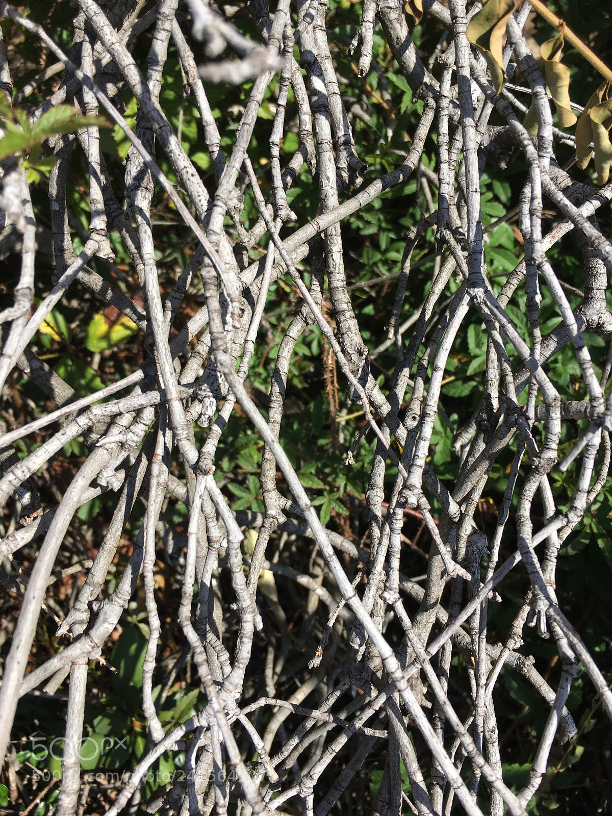 Apple iPhone 6s sample photo. A tangle of limbs photography