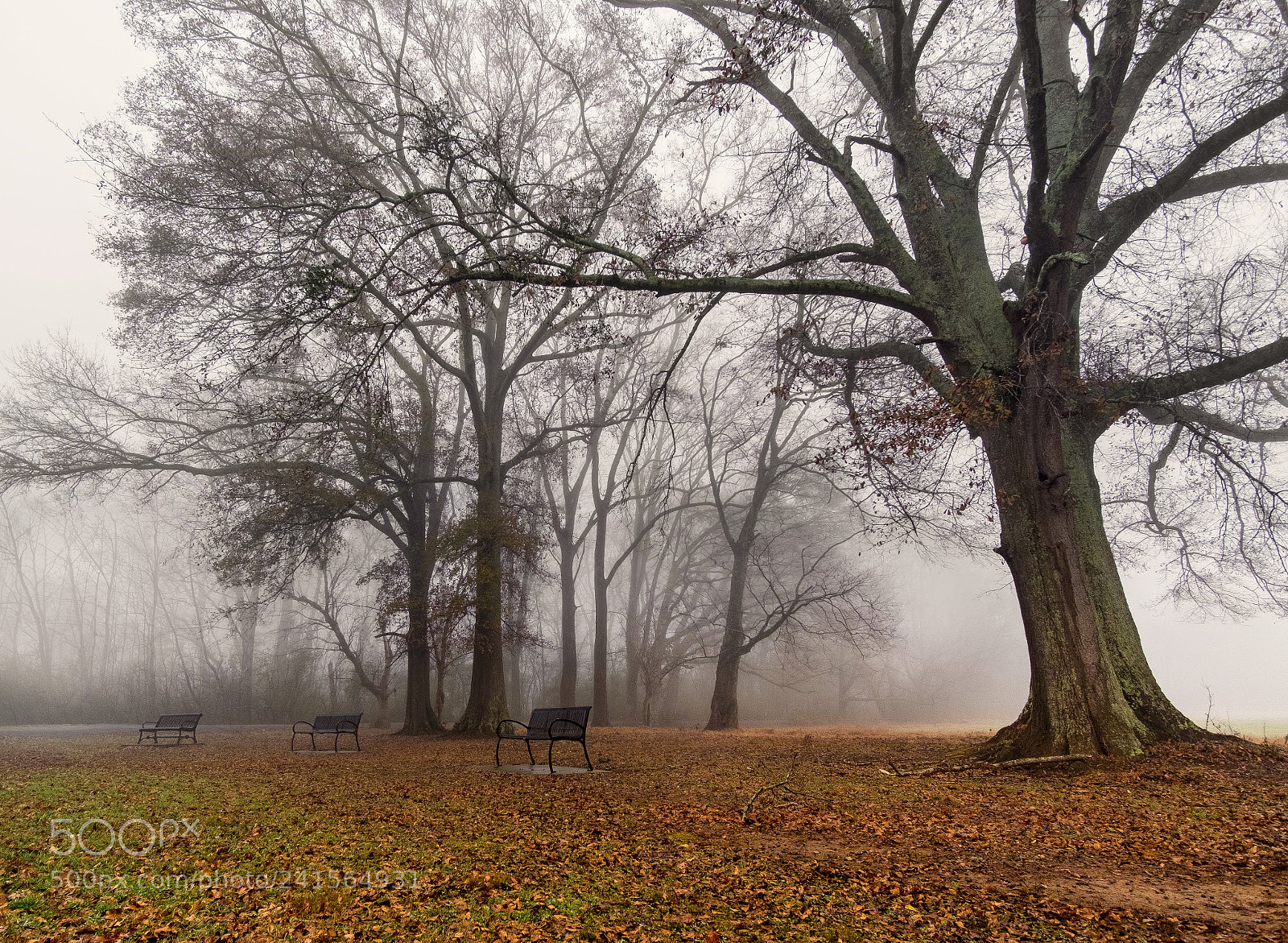 Fujifilm X-T20 sample photo. Foggy morning in the photography