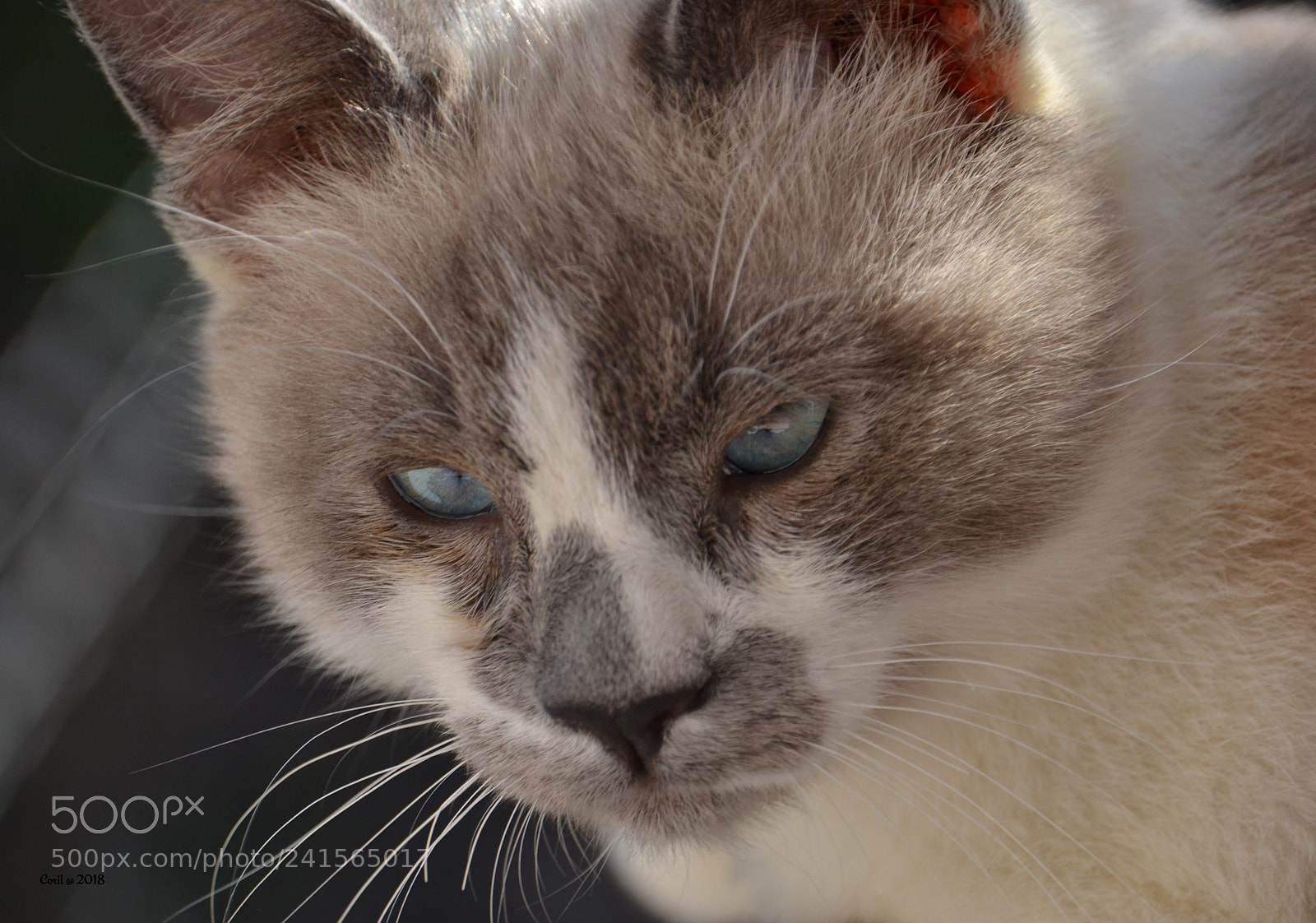 Nikon D3100 sample photo. Untitled photography