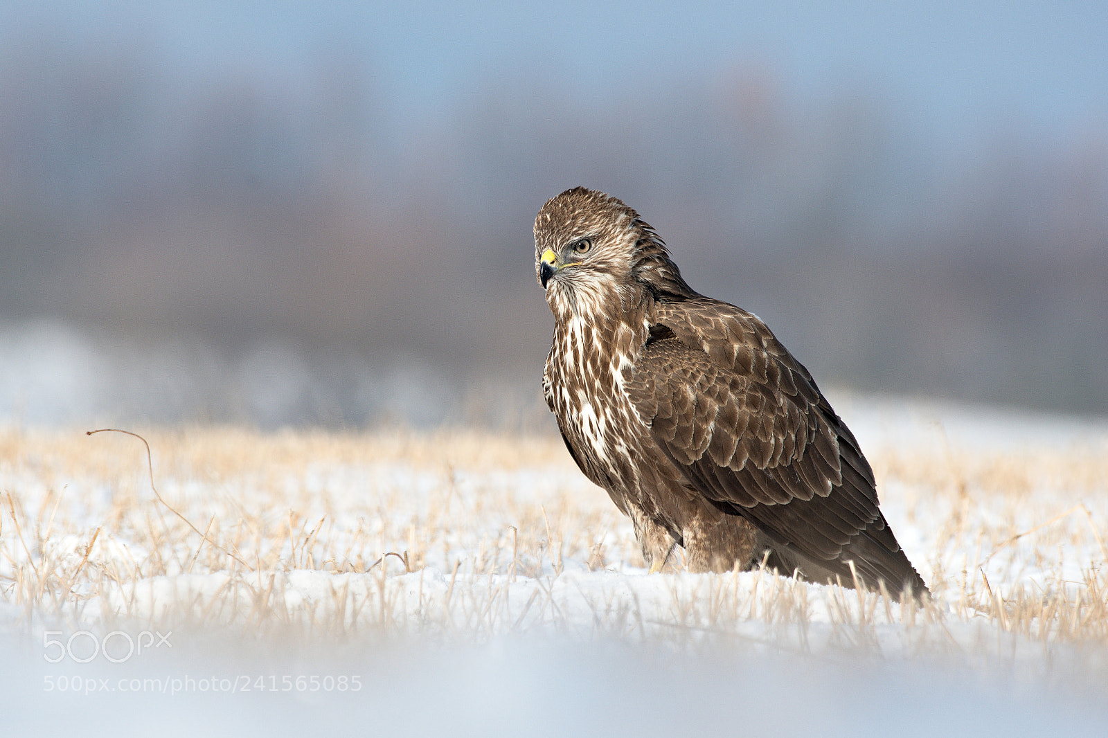 Nikon D500 sample photo. Buzzard photography