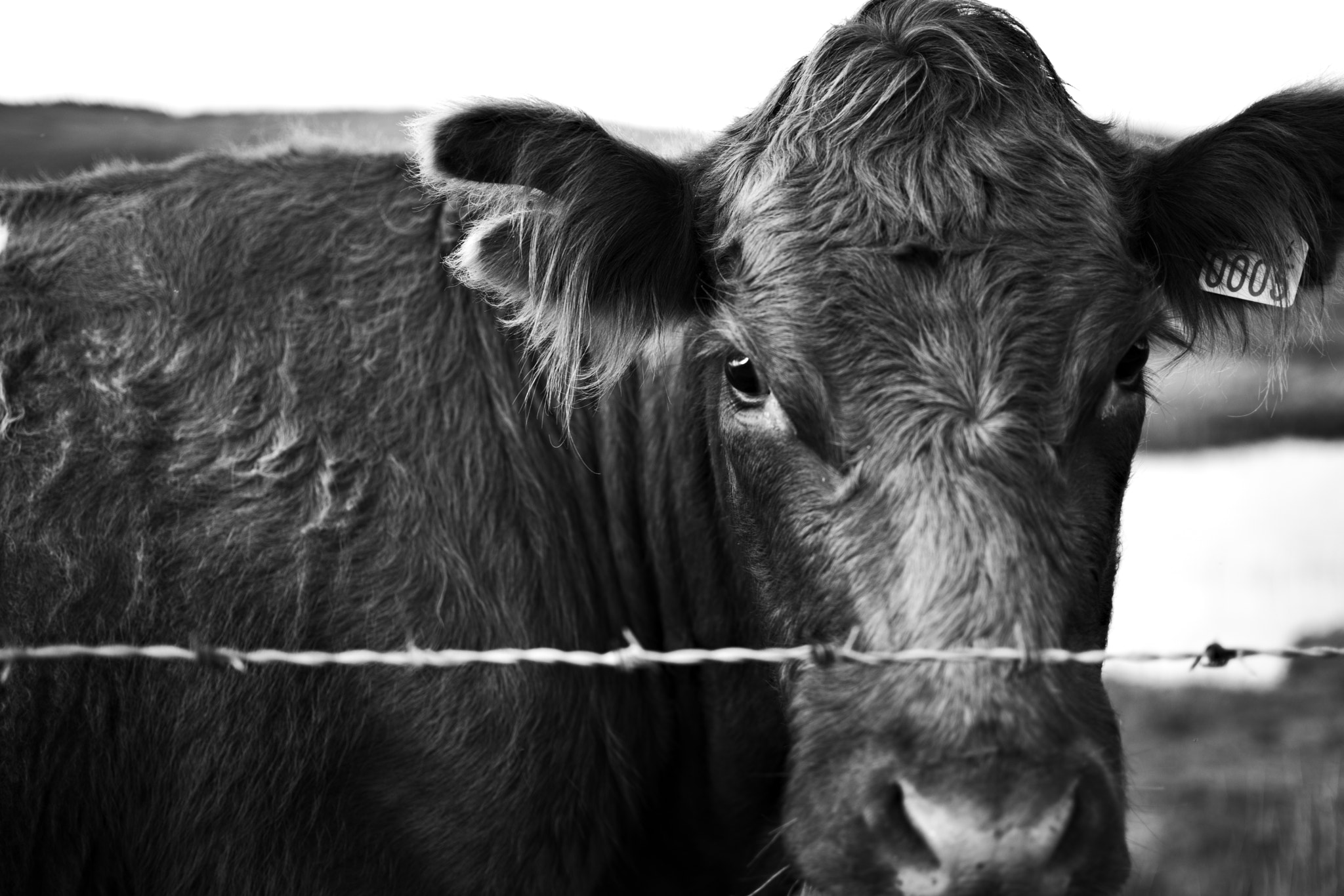 Nikon AF-S DX Nikkor 35mm F1.8G sample photo. Clifden cow, clifden (ireland) photography