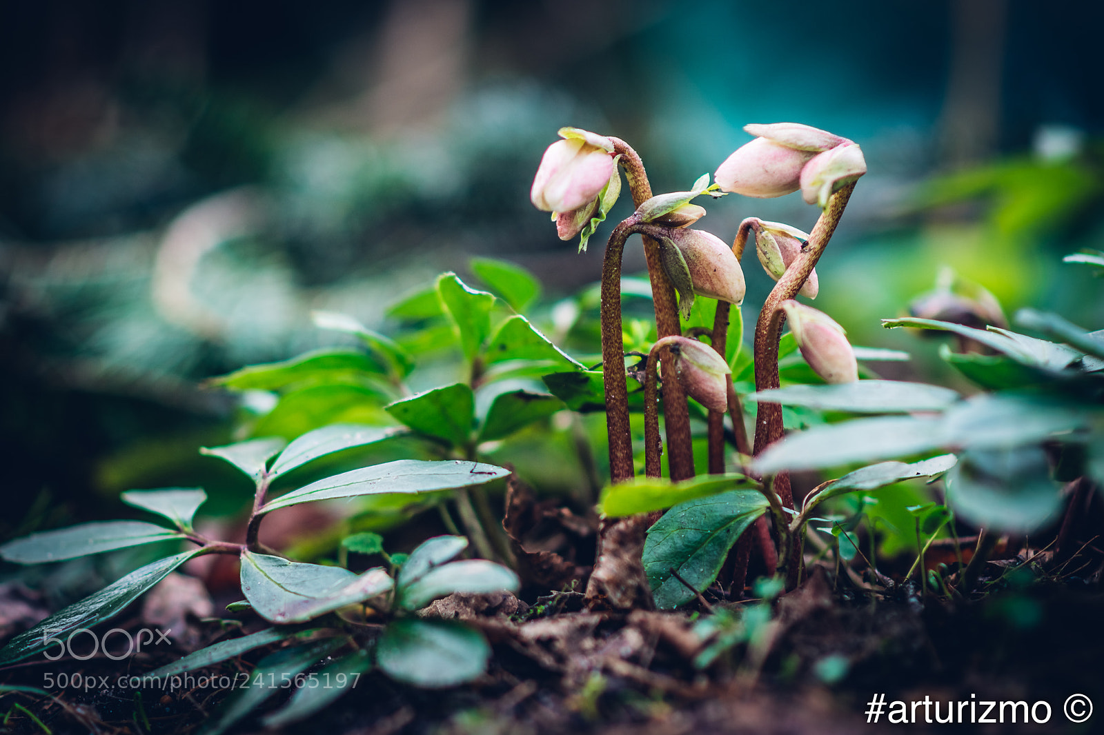 Nikon D7200 sample photo. Flowers for the winter photography