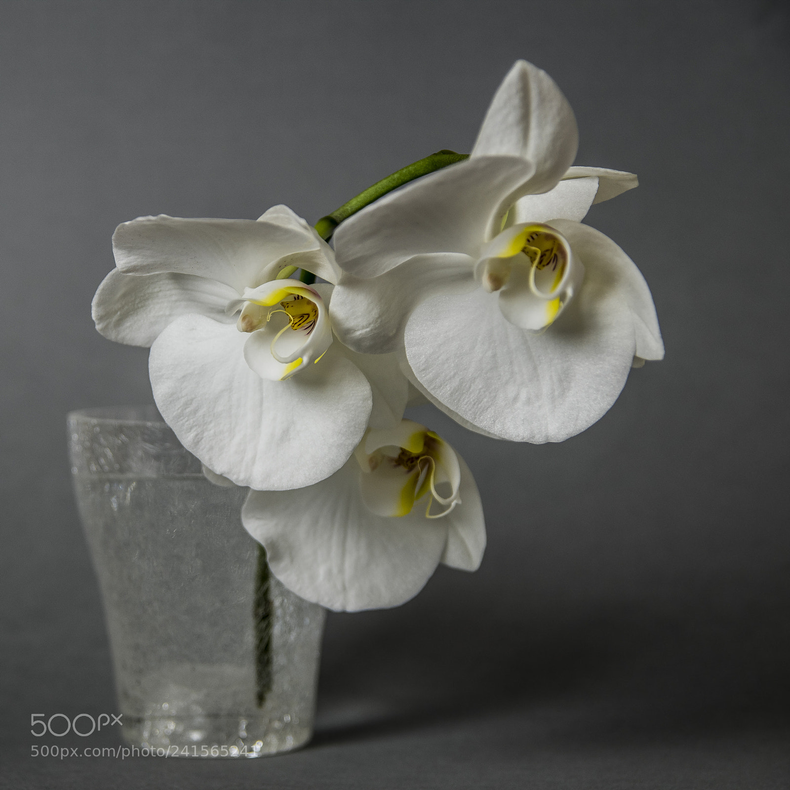 Pentax K-70 sample photo. Orchid photography