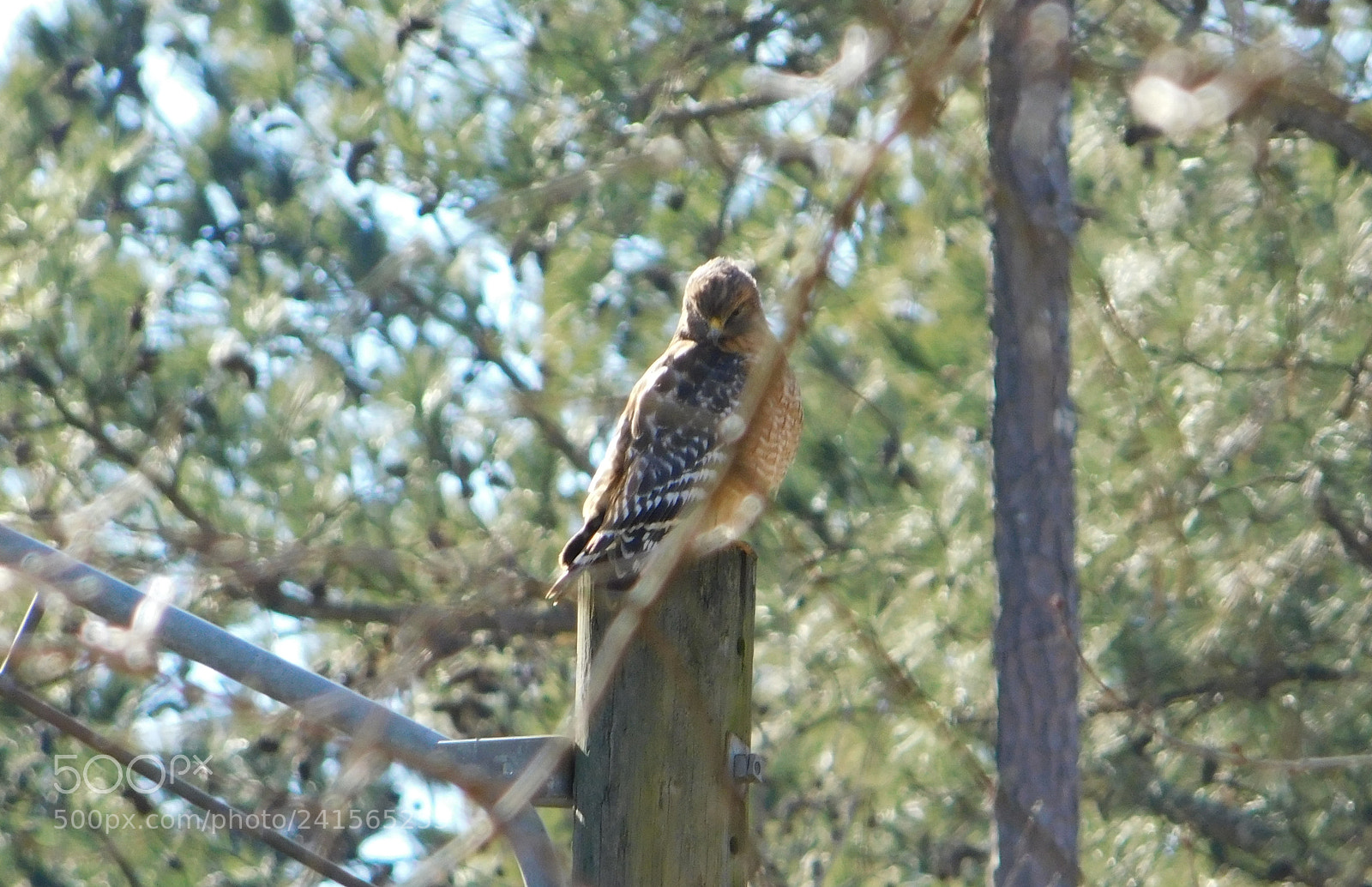 Nikon Coolpix B500 sample photo. Hawk photography