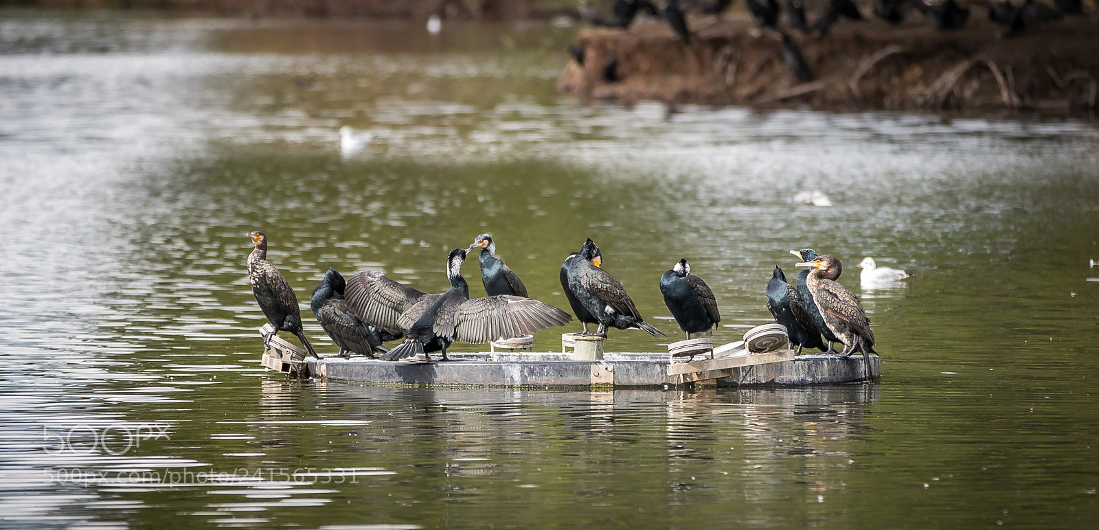 Canon EOS 6D Mark II sample photo. Council photography