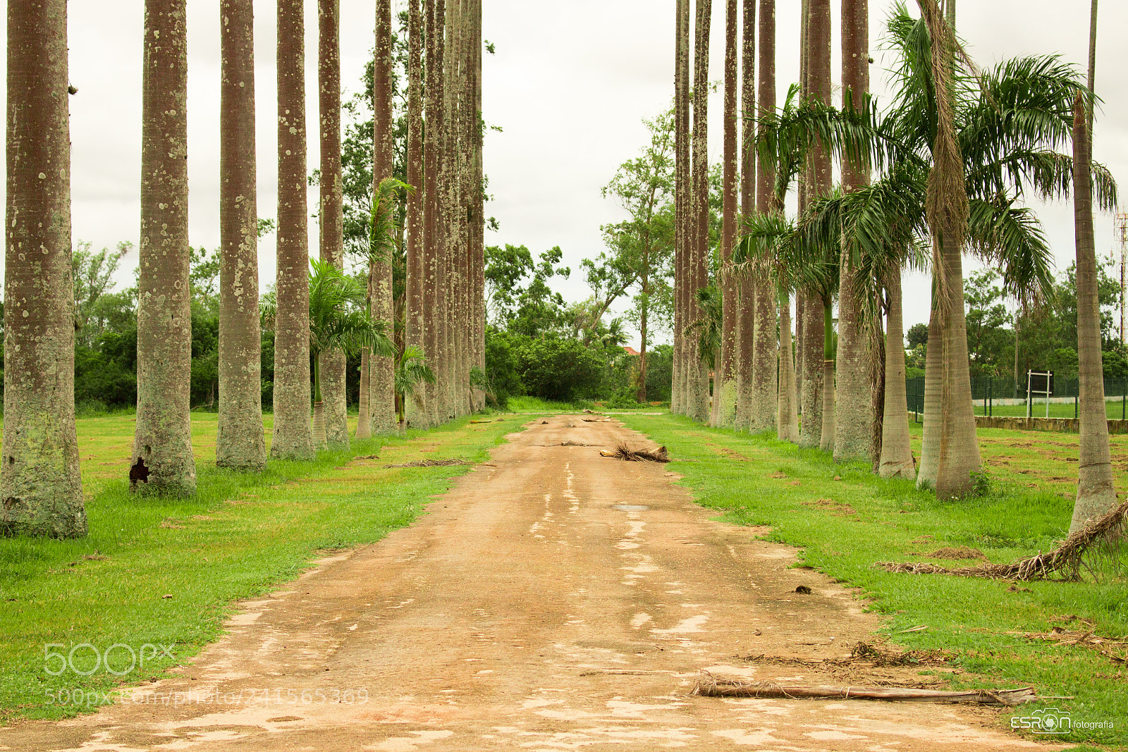 Canon EOS 700D (EOS Rebel T5i / EOS Kiss X7i) sample photo. Esron rodrigues photography